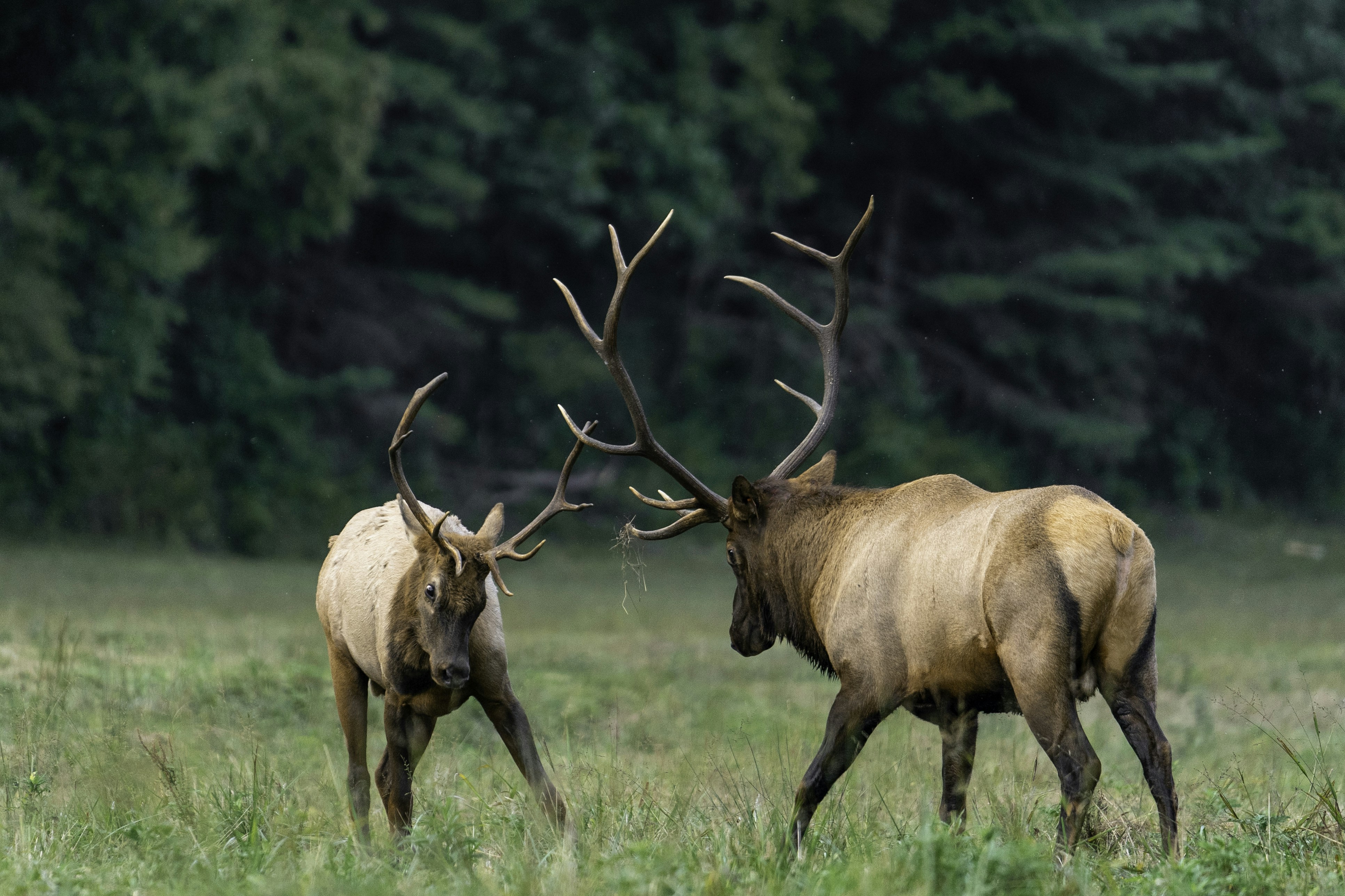 Two Bull Elk Facing Off in Meadow