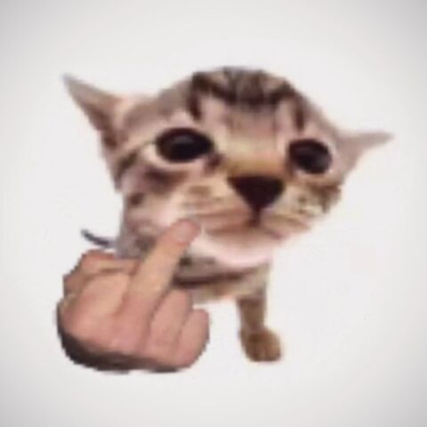 Cat Giving Middle Finger