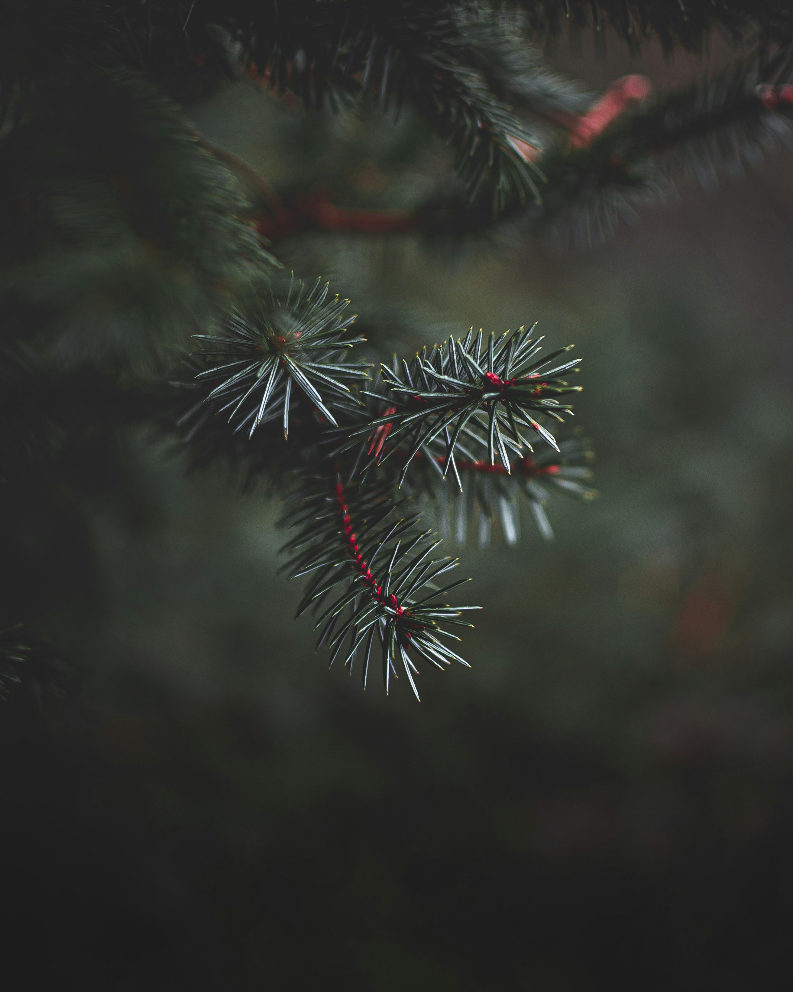 Close-up of Pine Branch