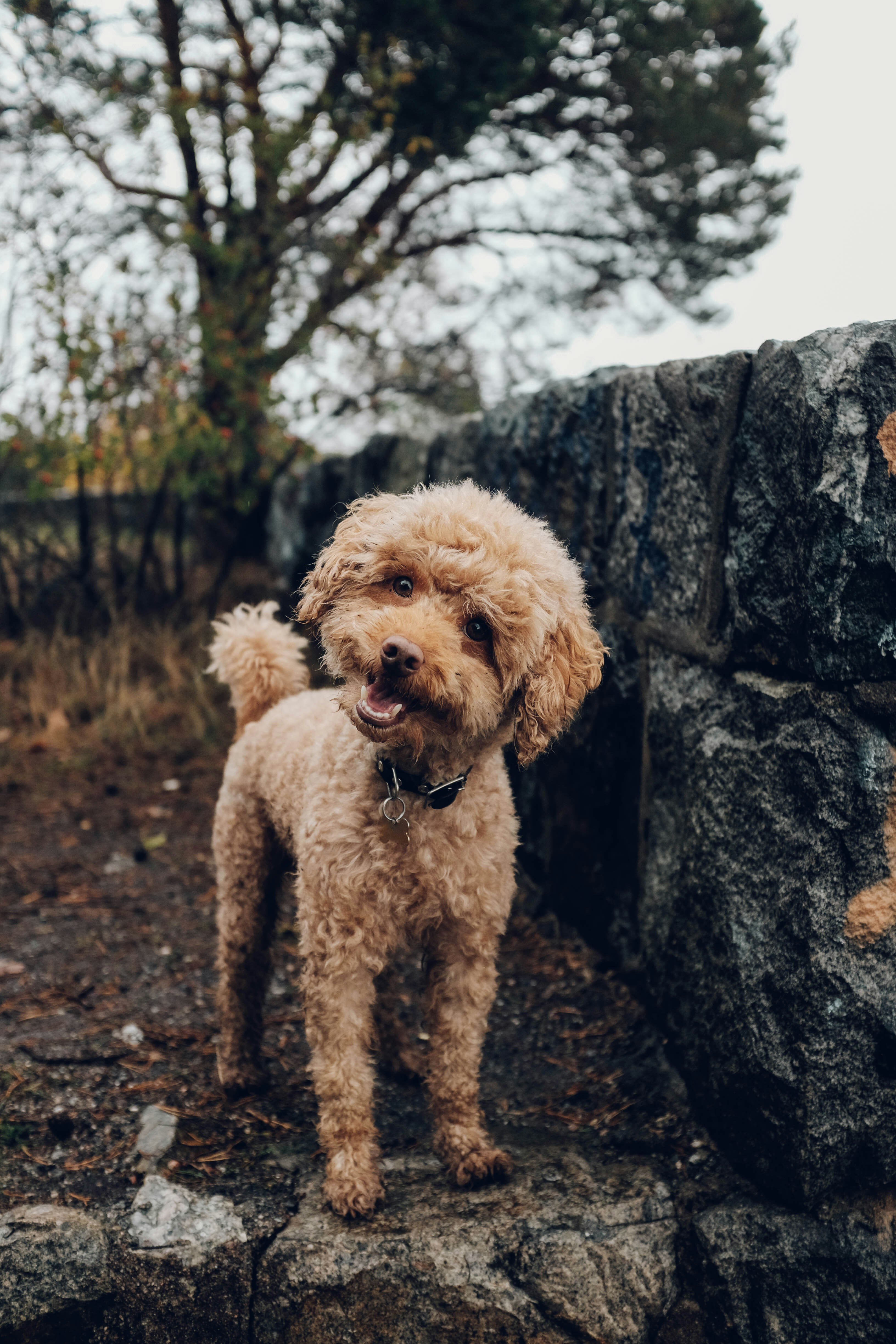 Apricot Poodle Standing By Stone Wall