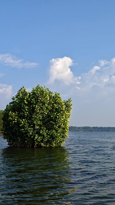 Mangrove Shrub in Calm Water