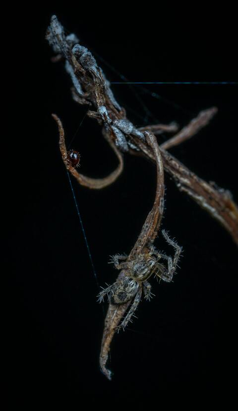 Two Spiders on Dried Twig