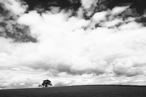 Lone Tree Under Cloudy Sky