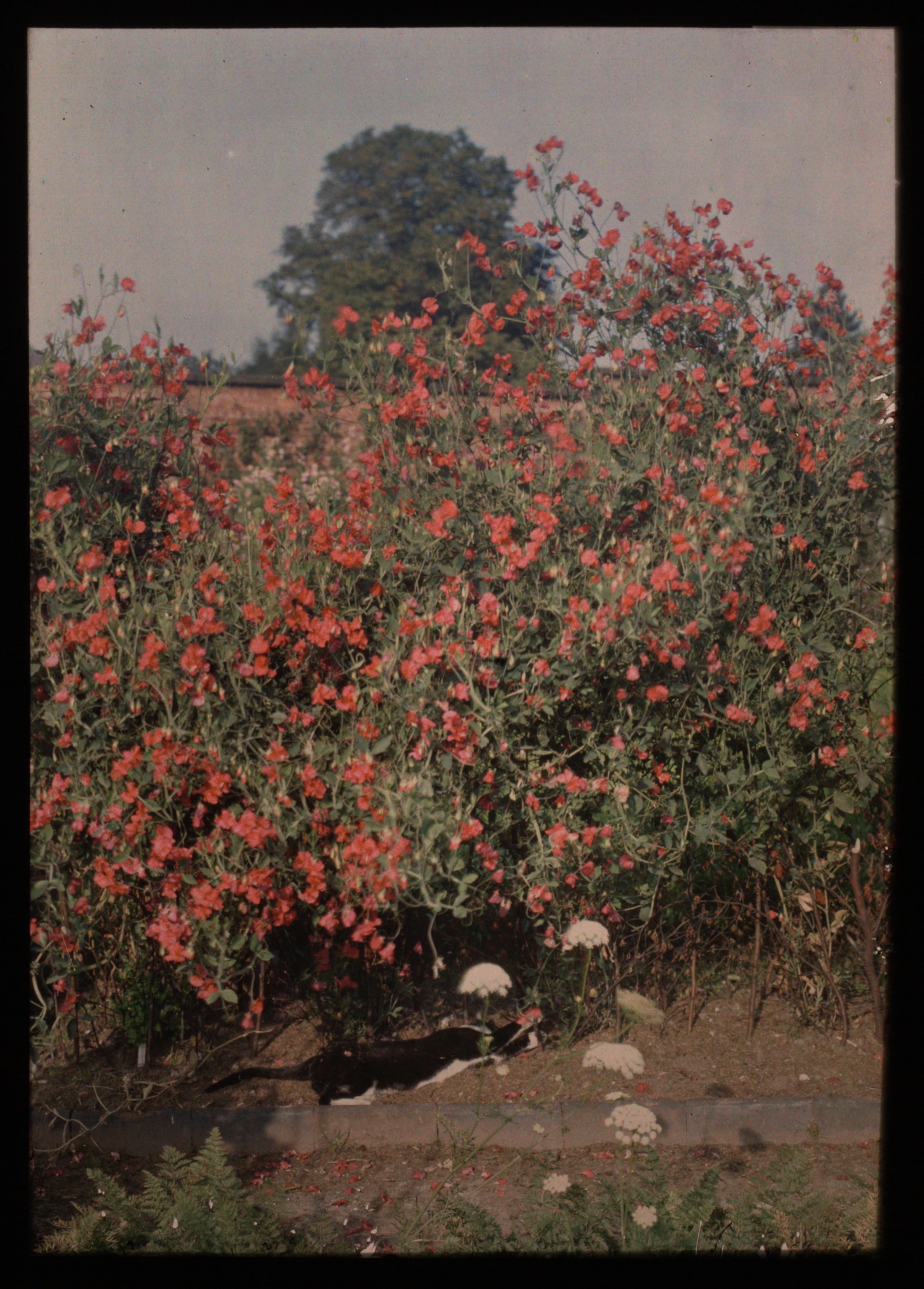 Black and White Cat Resting Under Red Flowers
