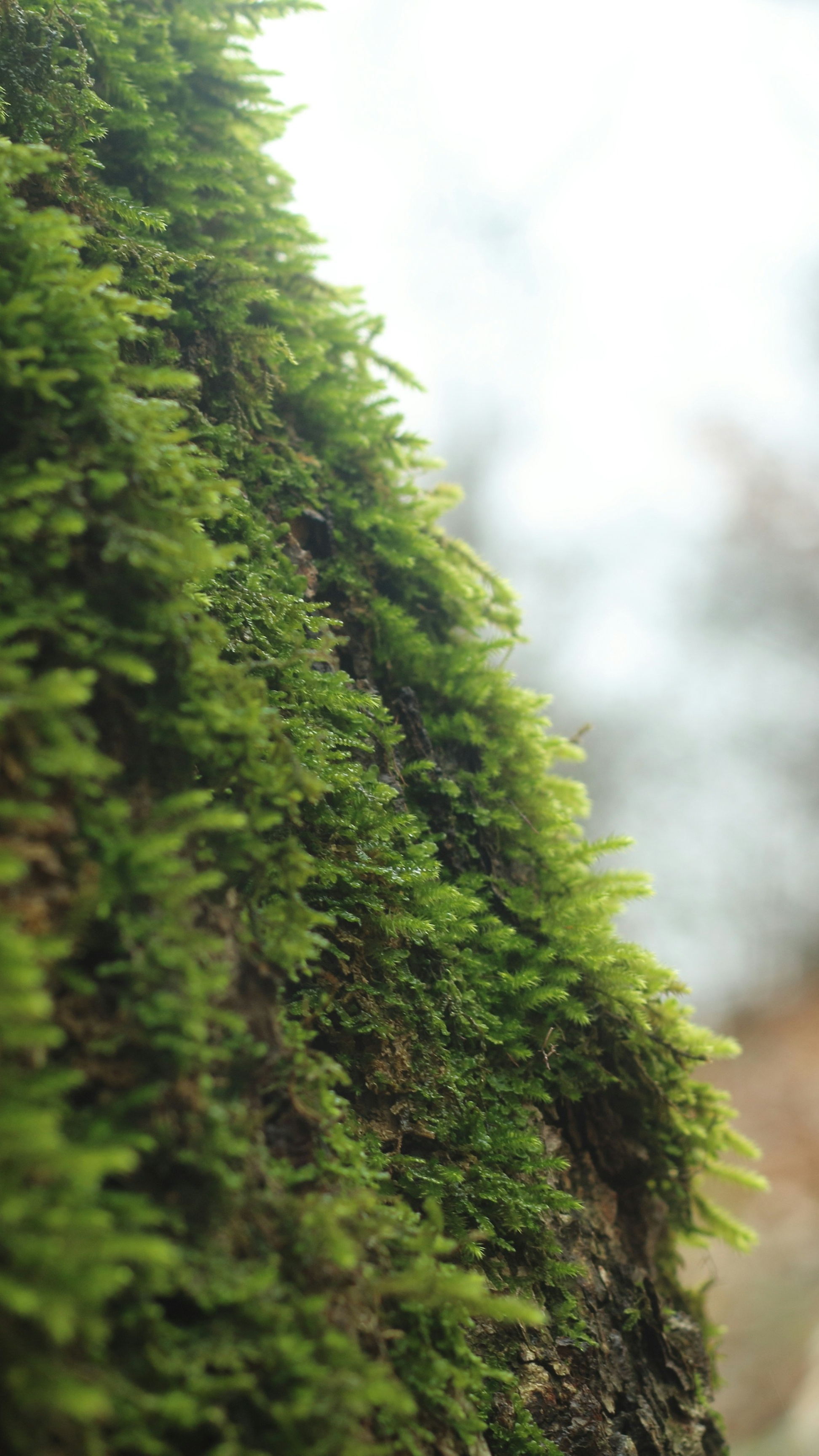 Moss Covered Tree Trunk