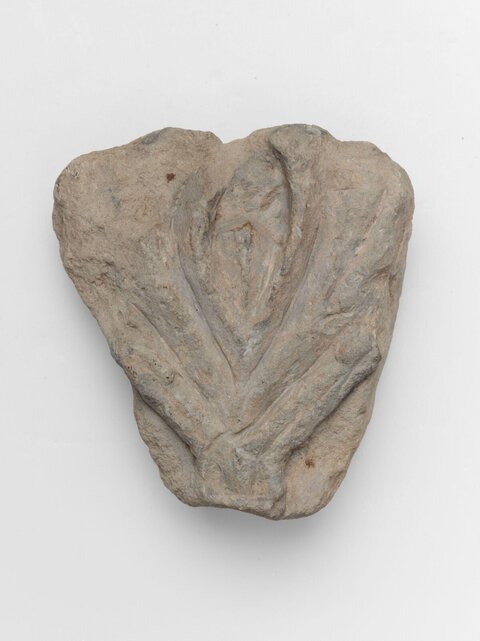 Plant Leaf Impression Fossil