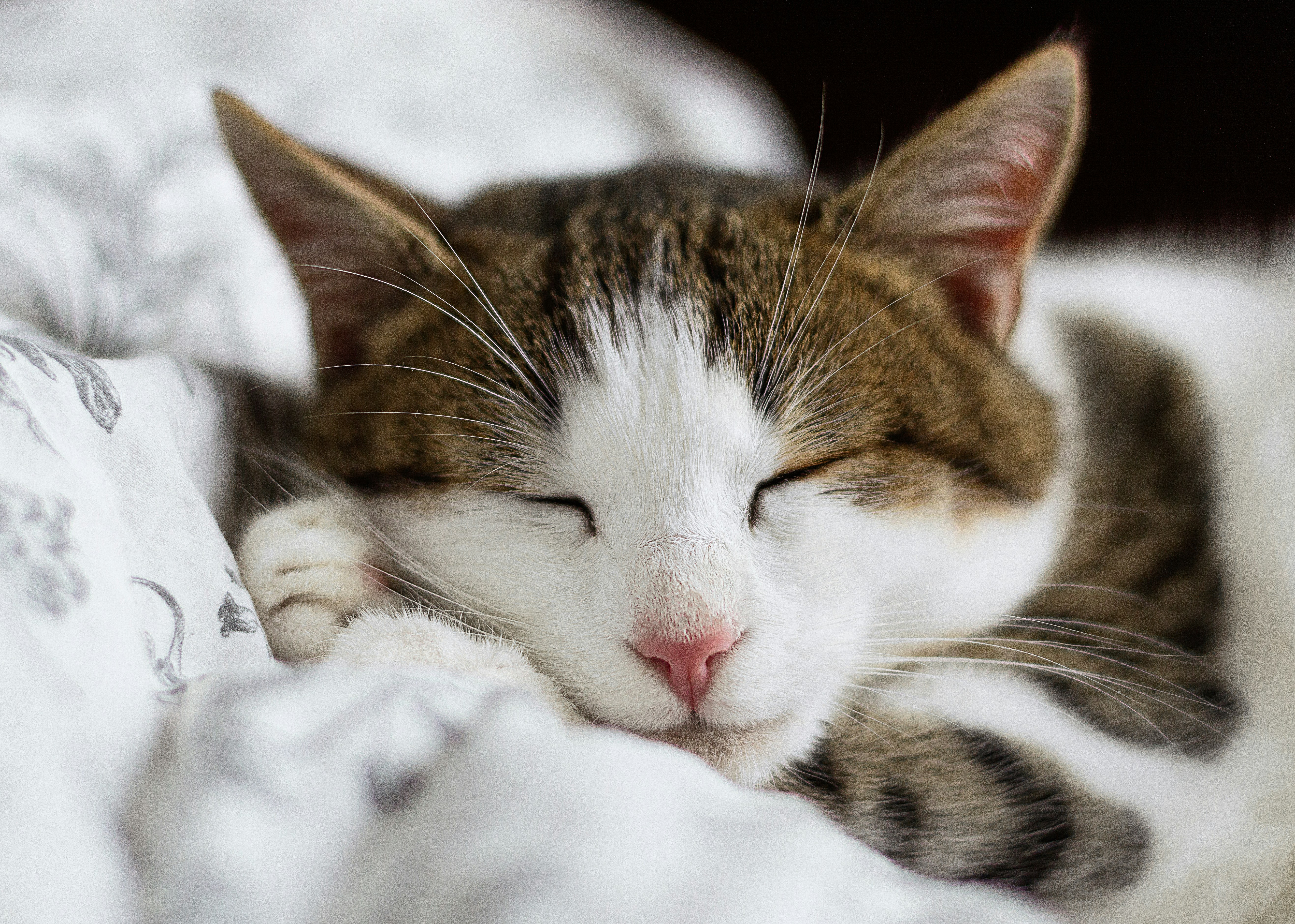 Sleeping Tabby Cat on Bed