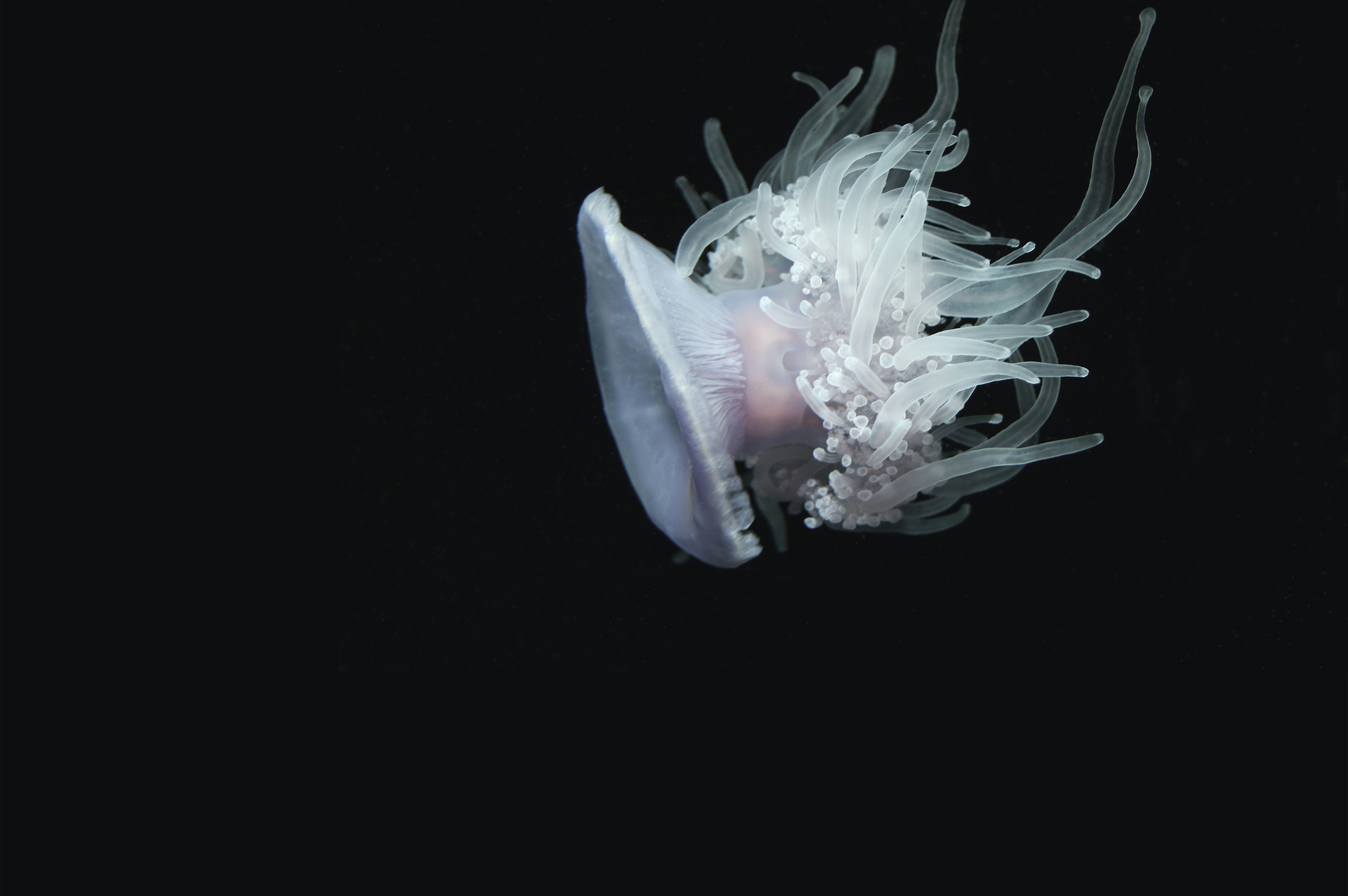 Pale Jellyfish Against Black Background