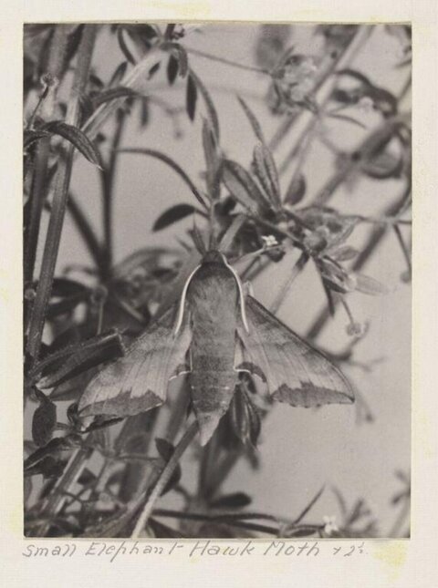 Small Elephant Hawk Moth on Plants