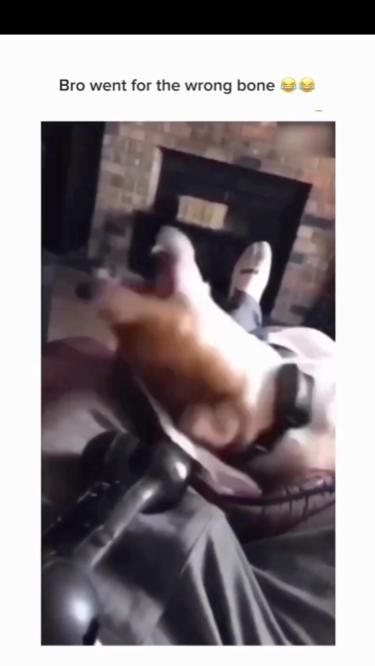 Image 39849 — Pets