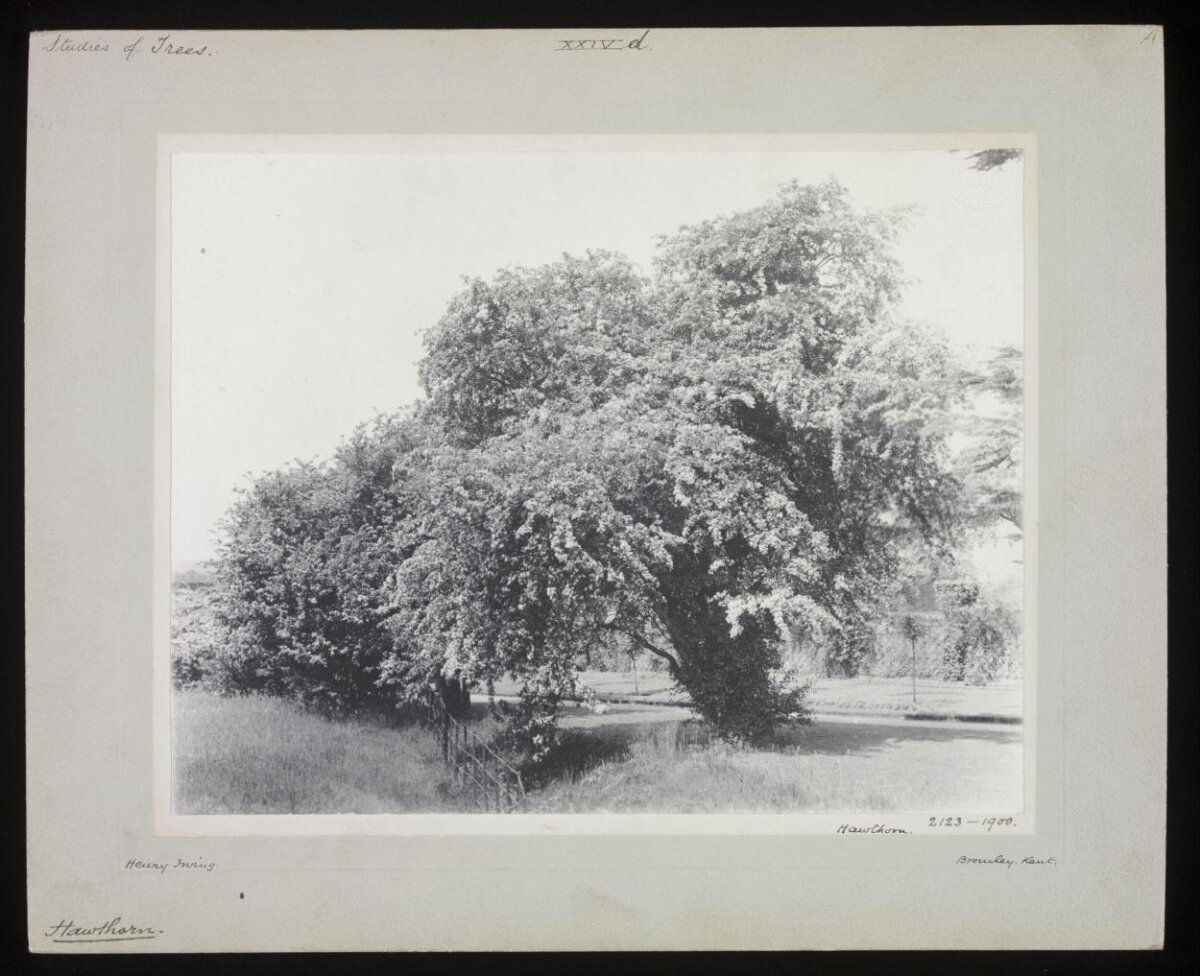 Vintage Hawthorn Tree Photograph