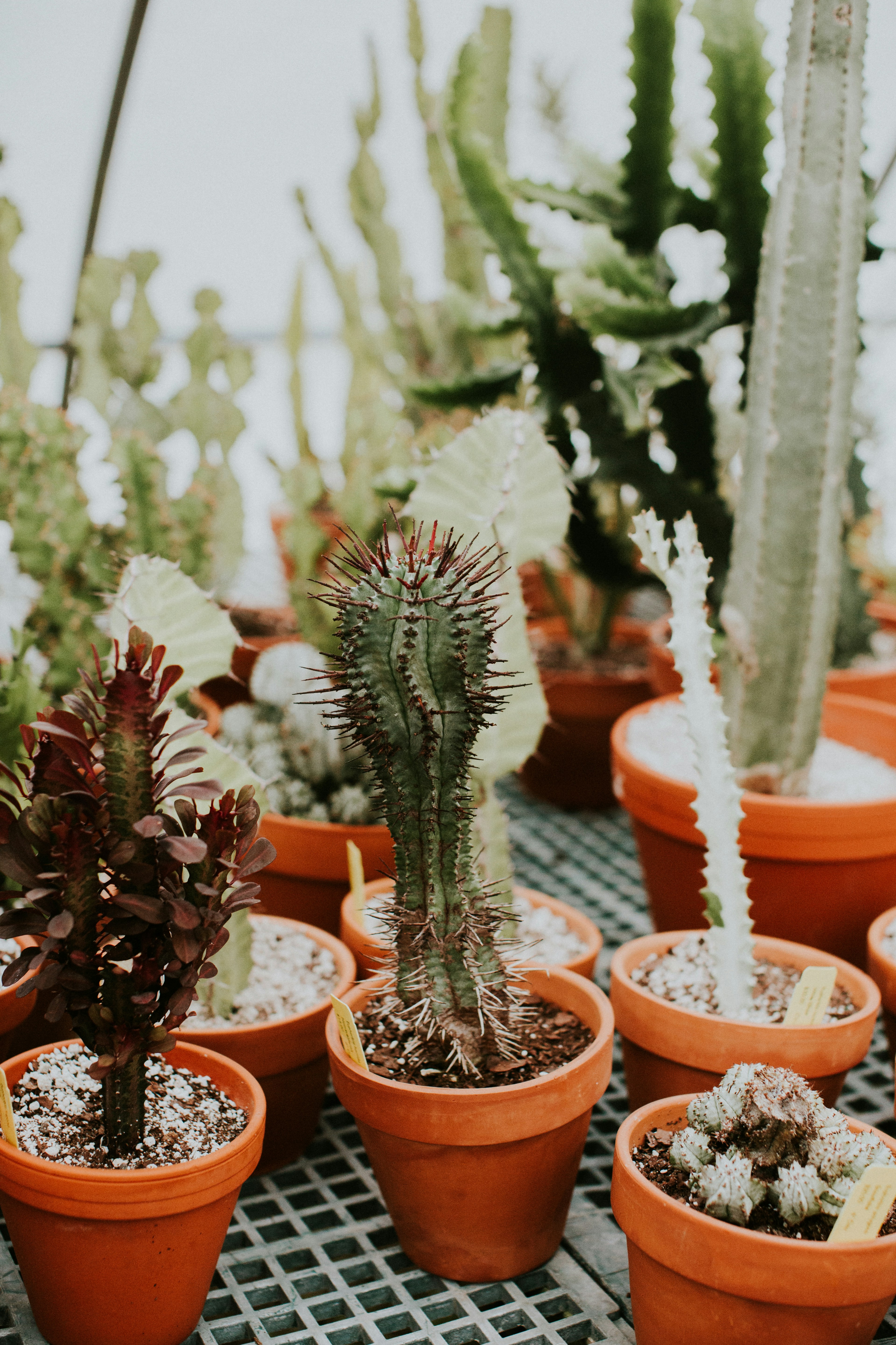 Assorted Potted Cacti and Succulents