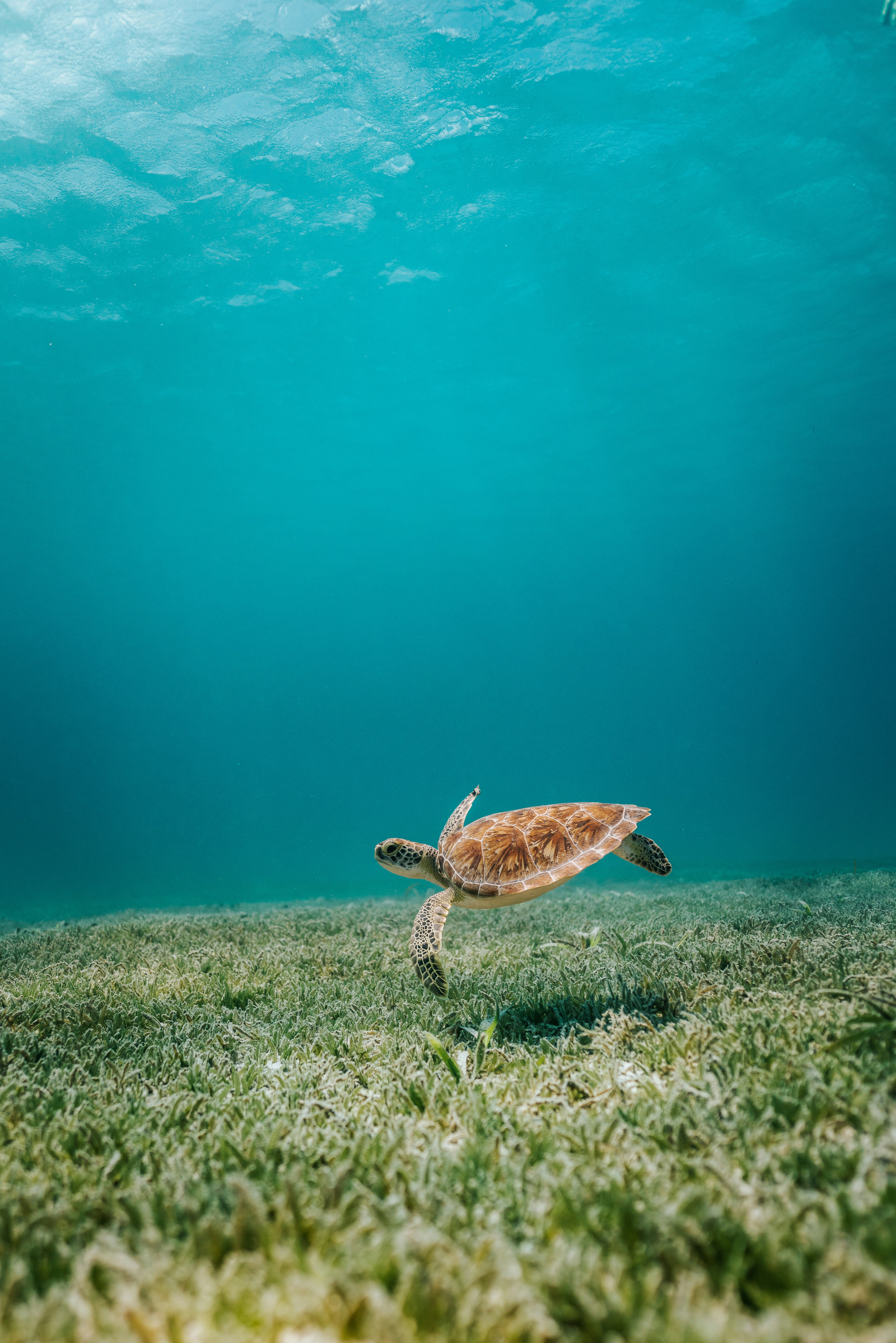 Sea Turtle Swimming Over Seagrass