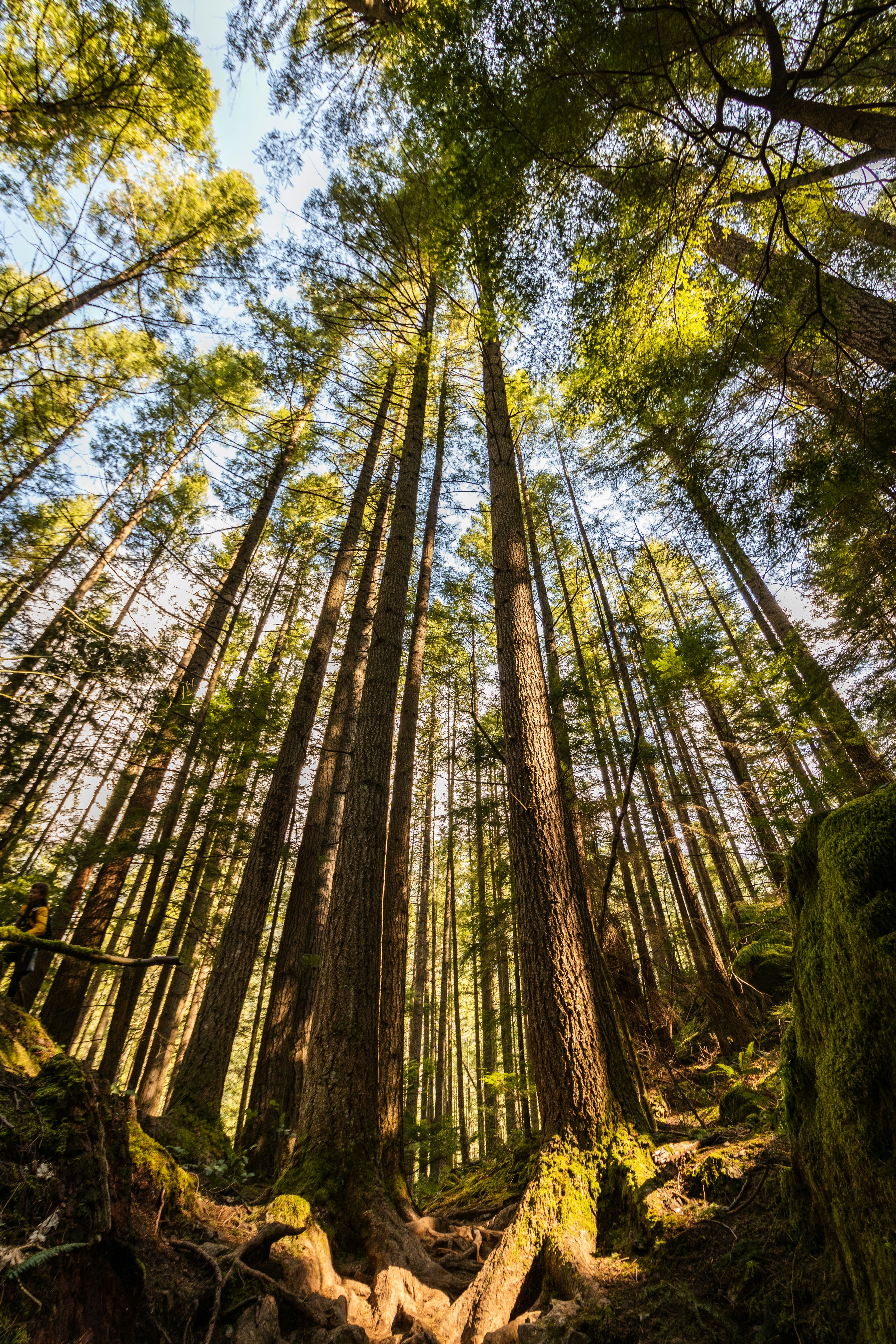 Low Angle View of Sunlit Forest