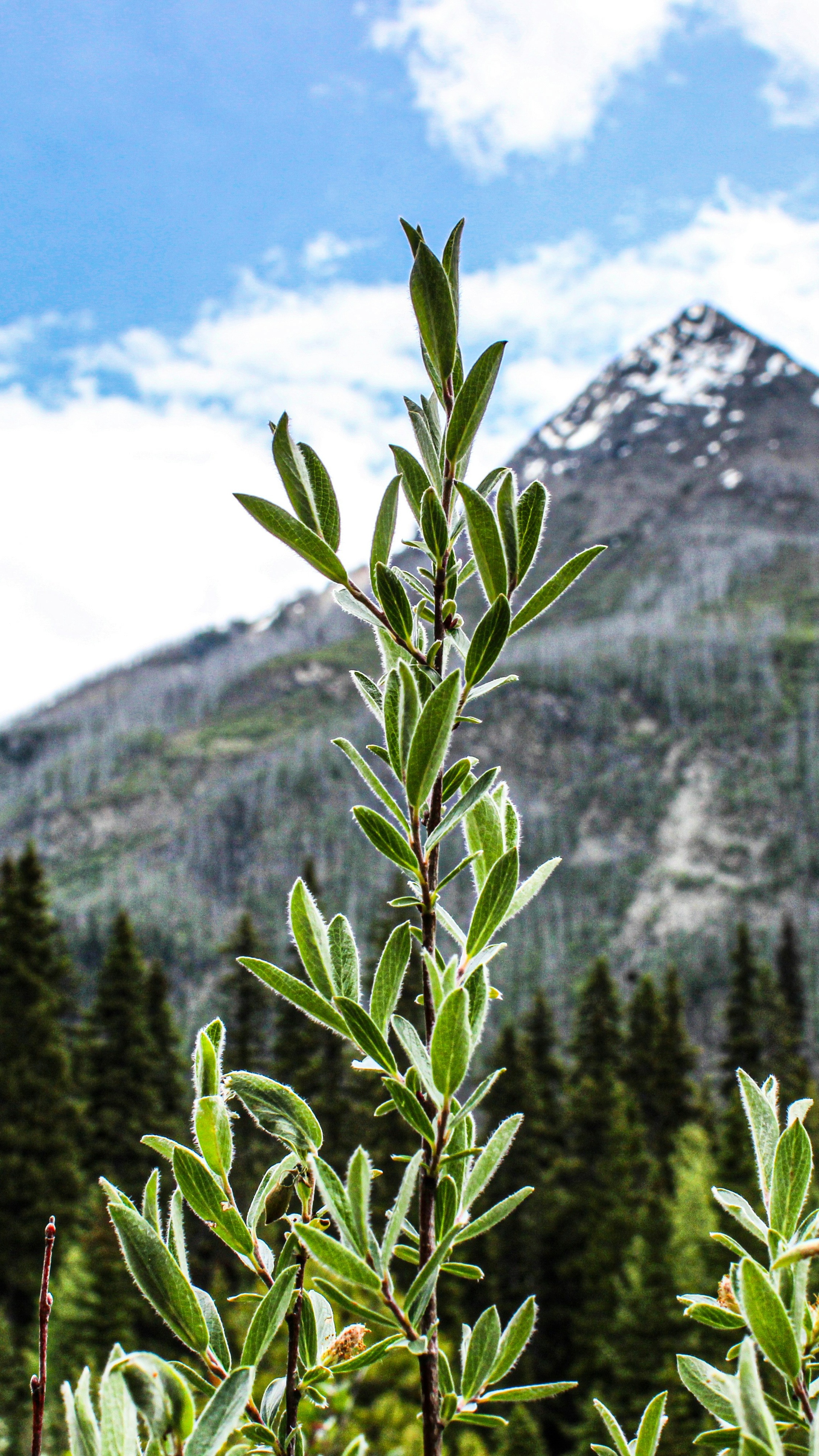 Green Shrub Before Snow Capped Mountain