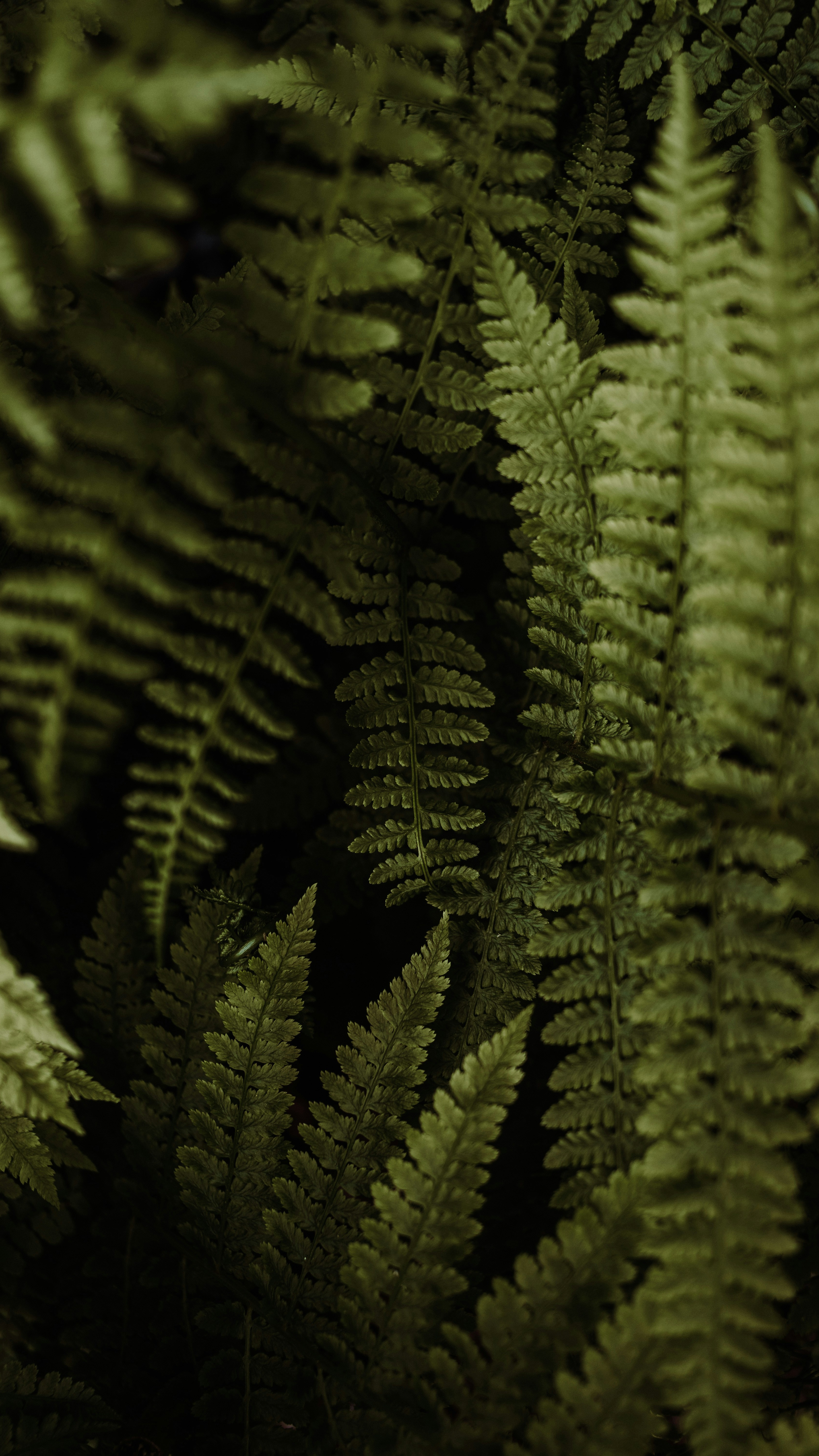 Wallpapers