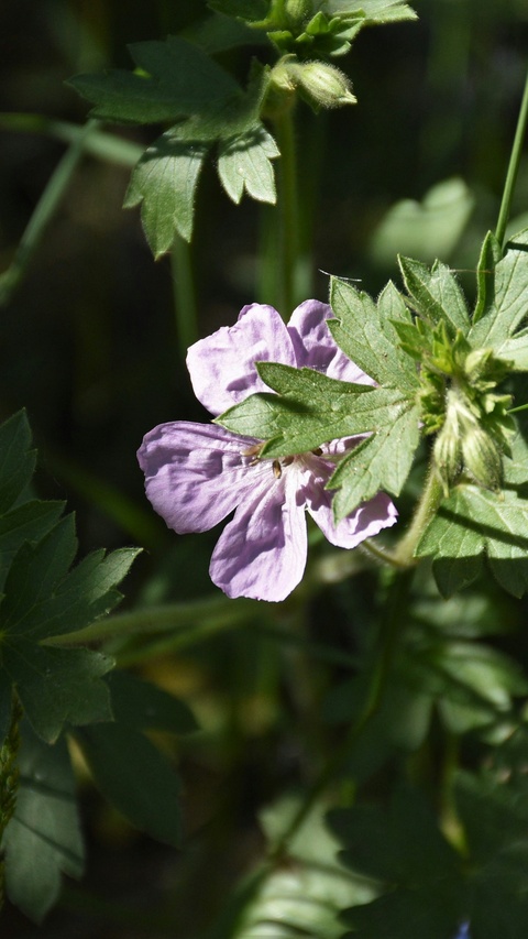Sunlit Purple Wild Geranium Flower