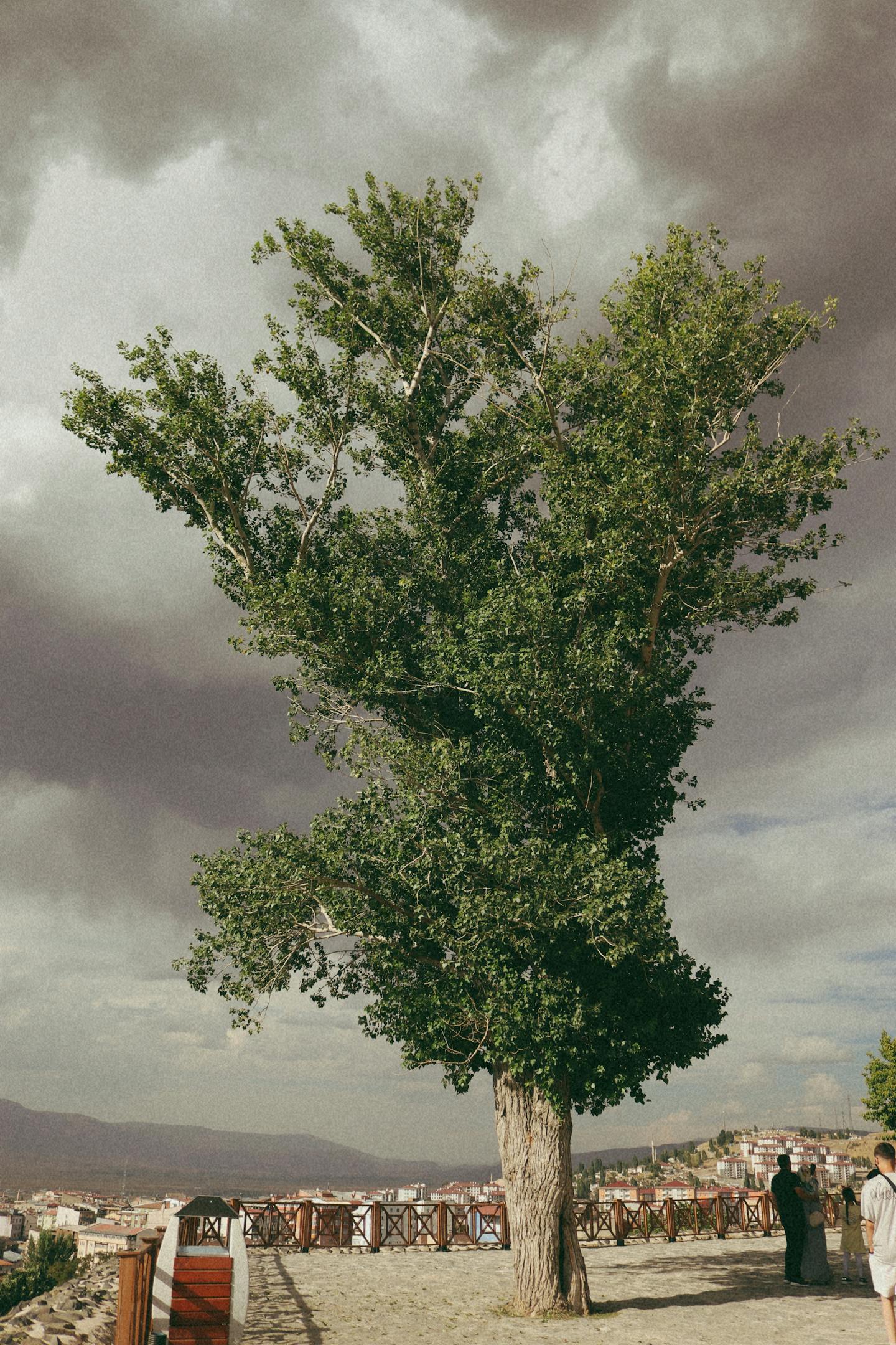 Large Tree at City Overlook — Encyclopedia