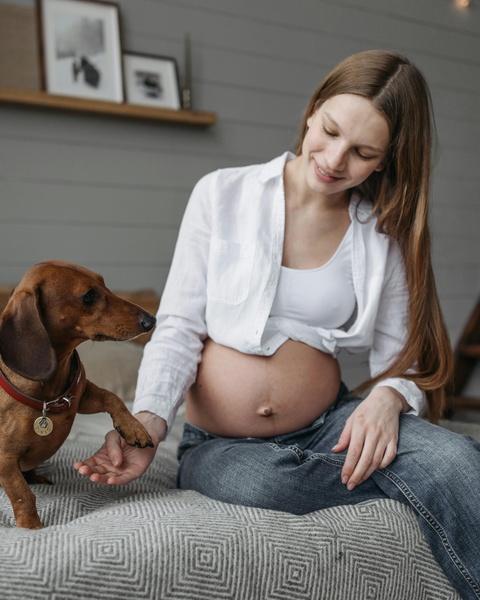 Pregnant Woman With Pet Dachshund