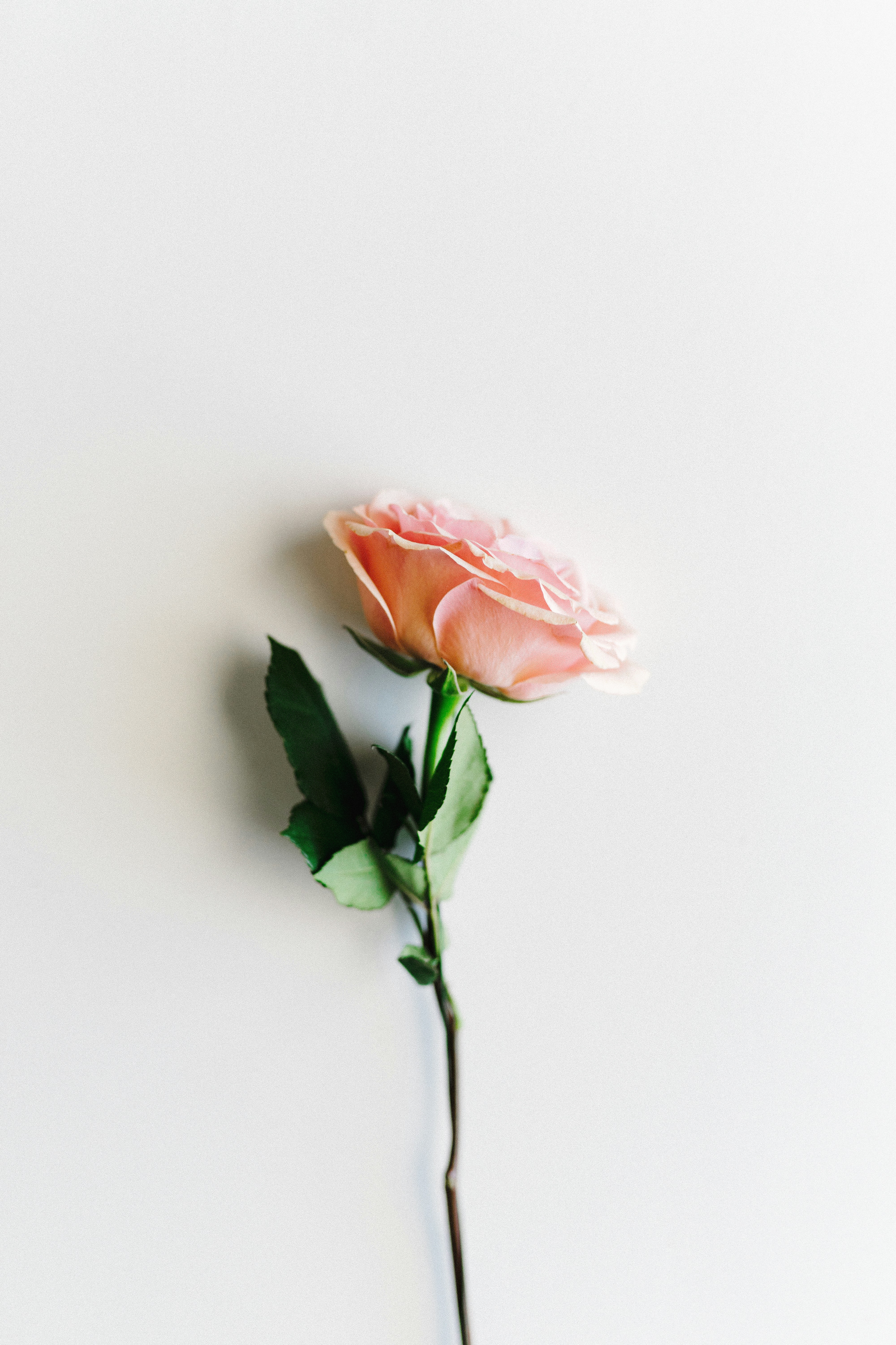 Single Pink Rose Against Plain Background