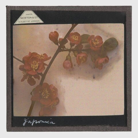 Vintage Japonica Flower Slide