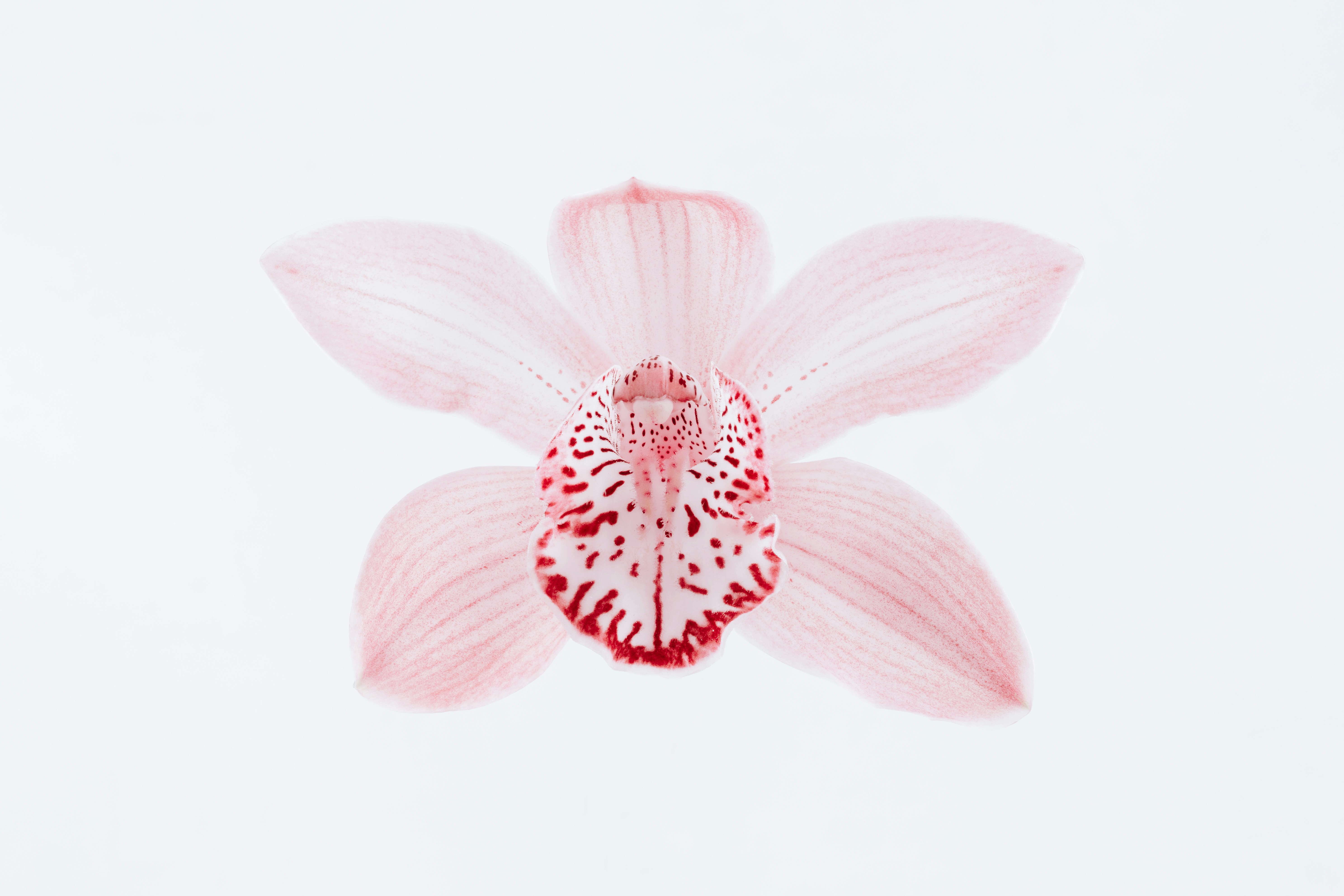 Pink Orchid on White Background