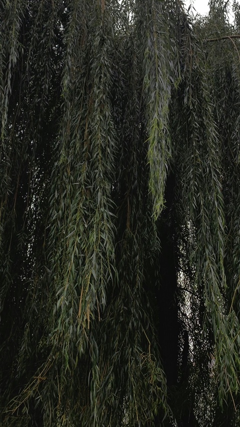 Weeping Willow Drooping Branches