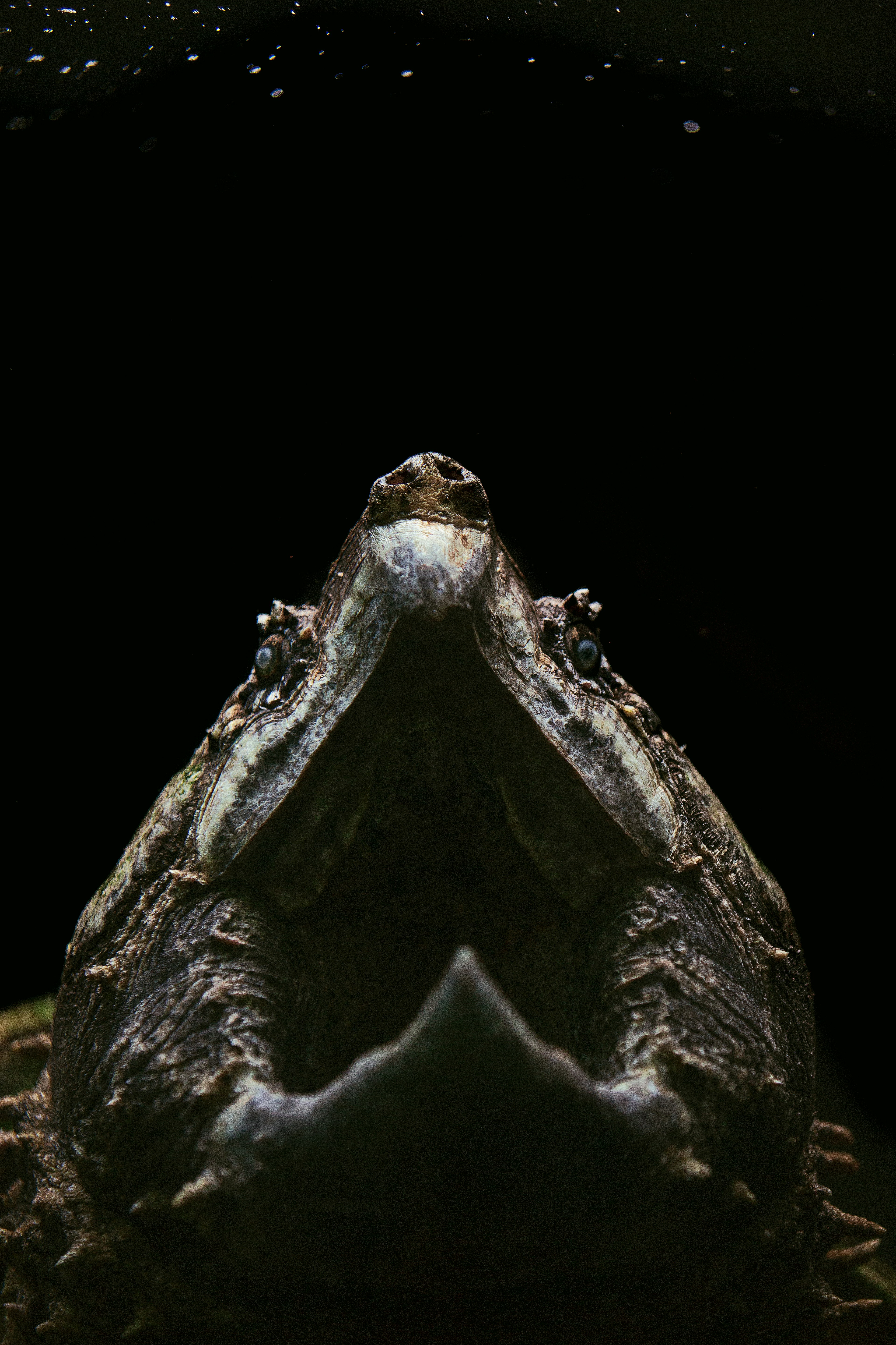 Close-up of Alligator Snapping Turtle