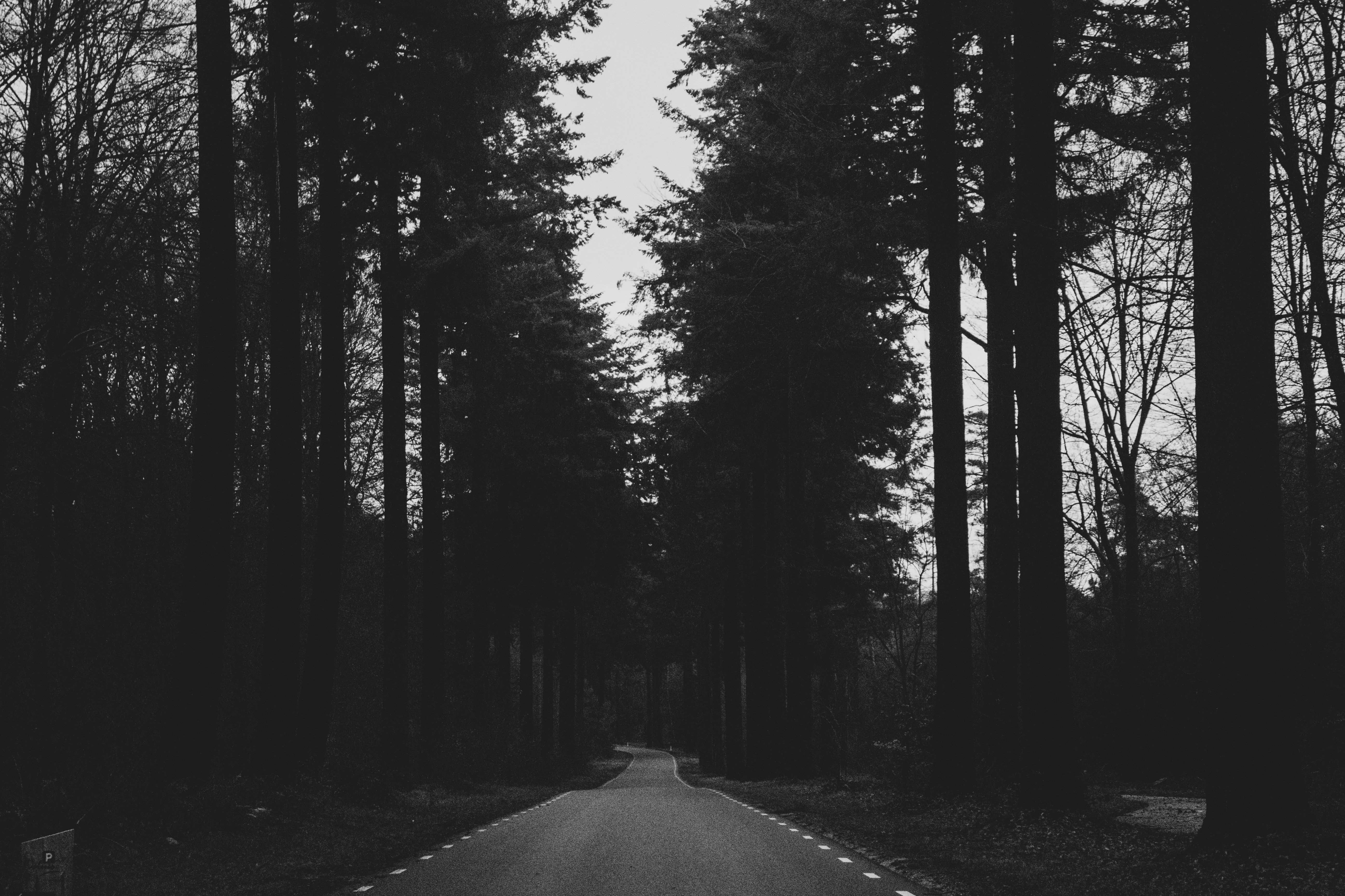 Black and White Forest Road