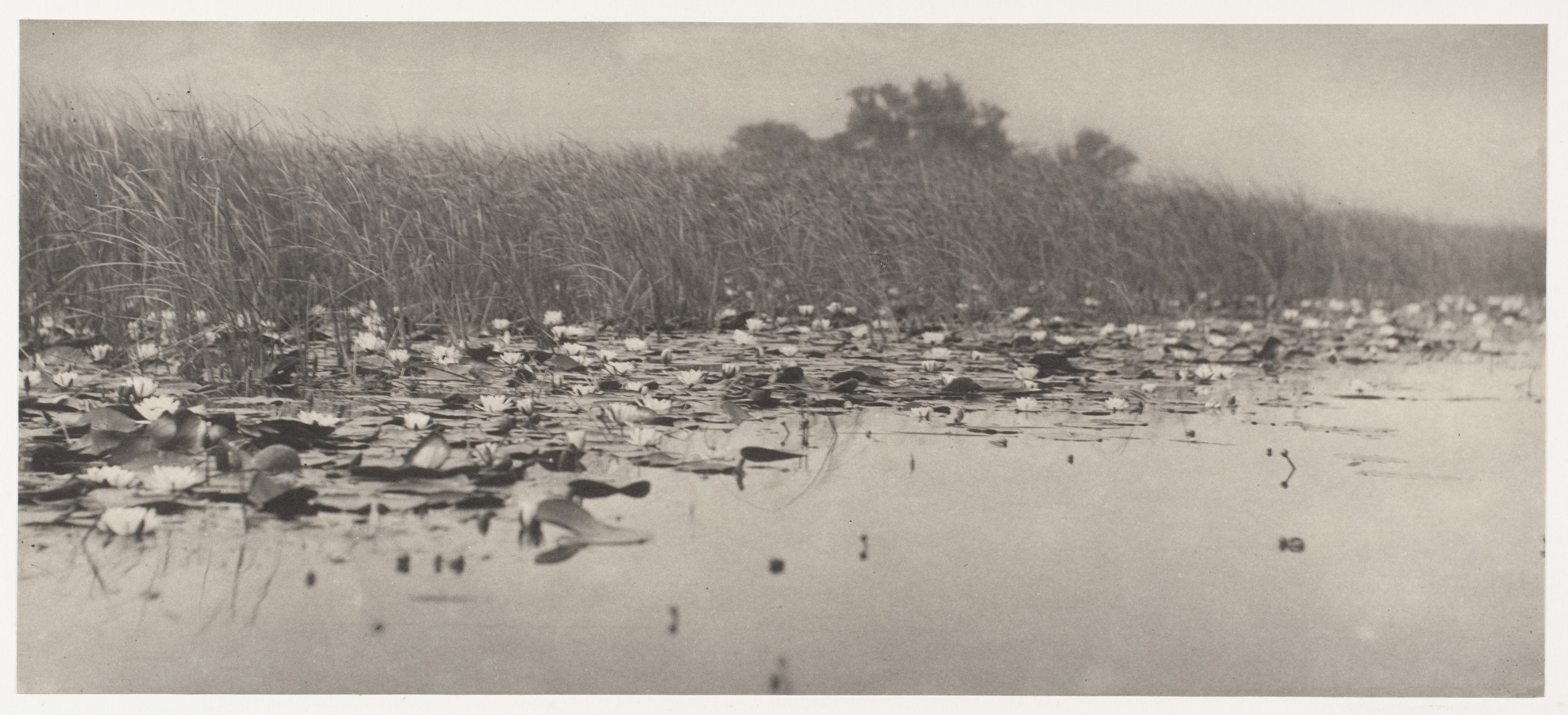 Vintage Monochrome Water Lily Pond