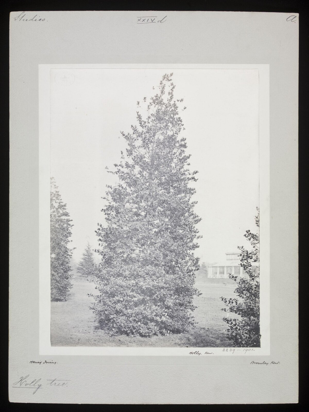 Holly Tree at Kew 1901