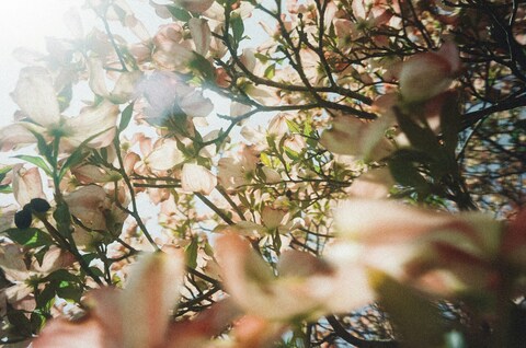 Sunlit Pink Dogwood Blossoms