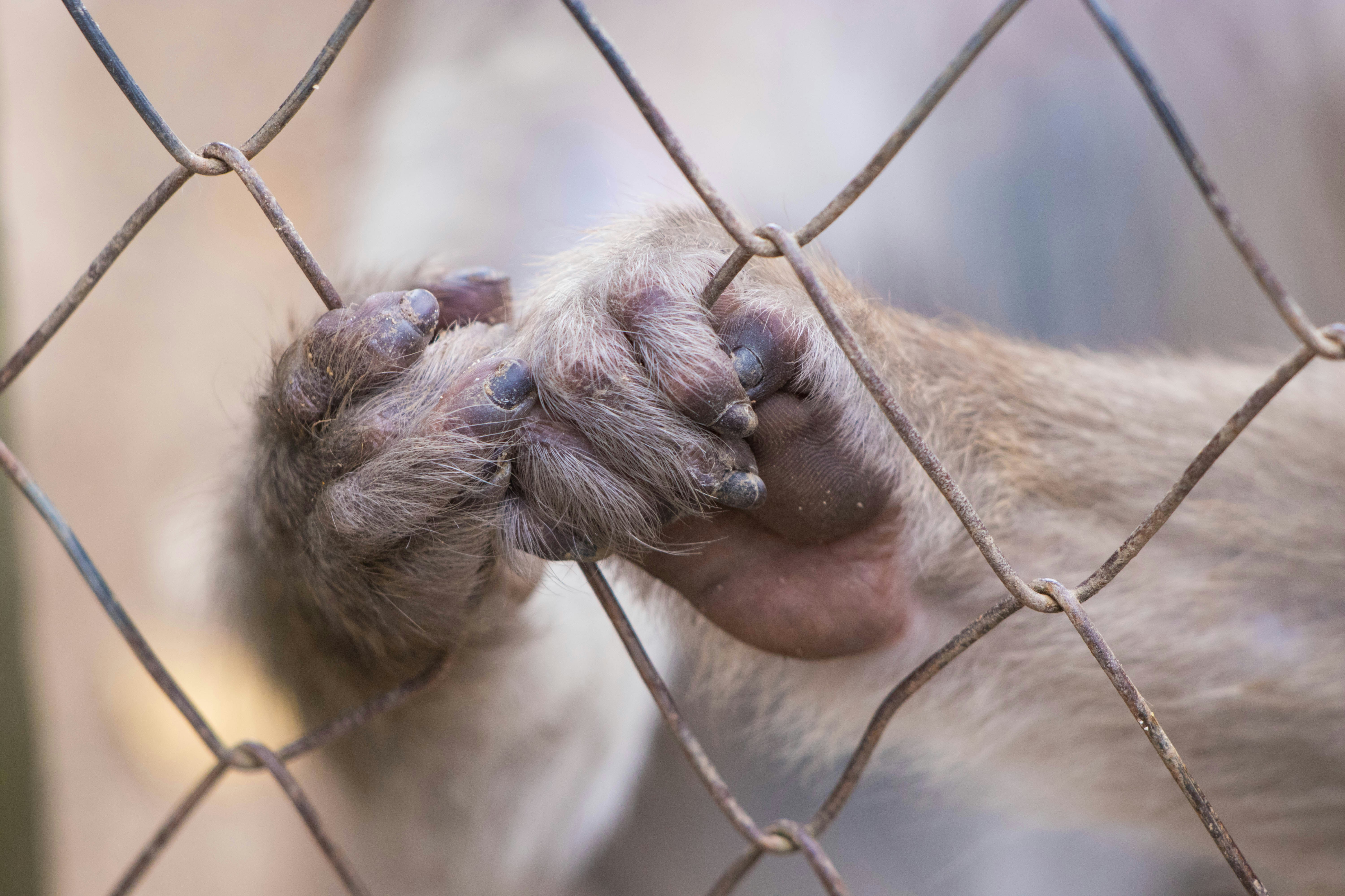 Two Monkey Paws Clasped on Cage Fence