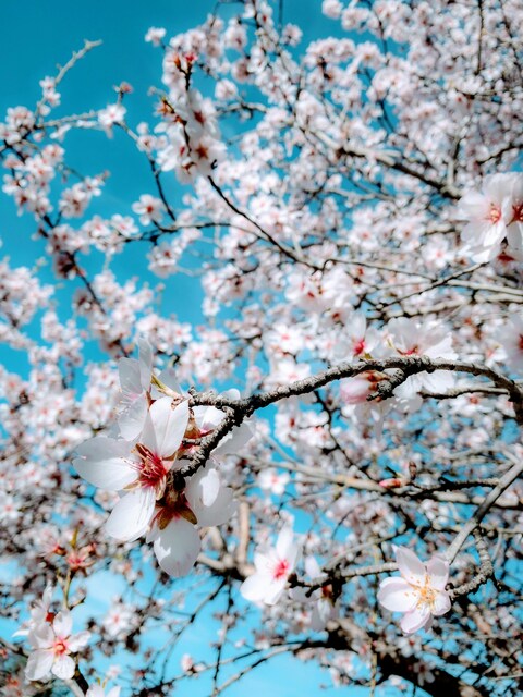 Almond Blossoms Under Clear Blue Sky