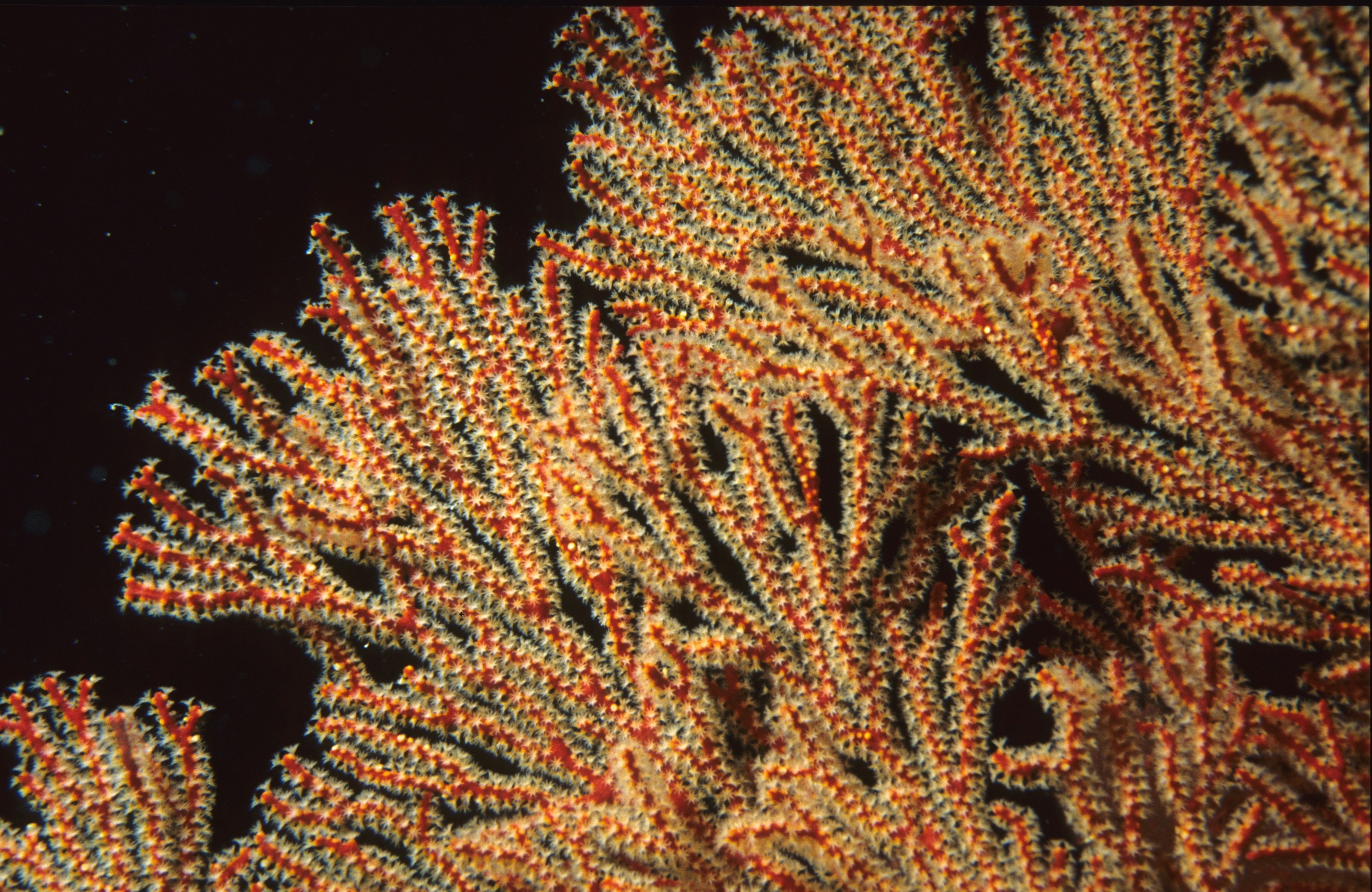Close-up of Red Sea Fan Coral
