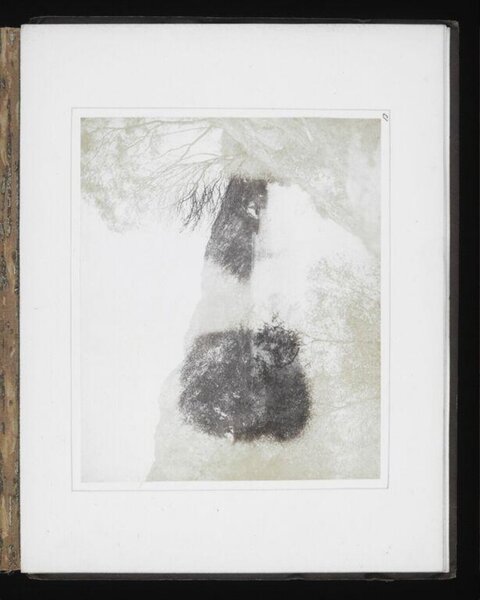 Double Exposure Panda Portrait