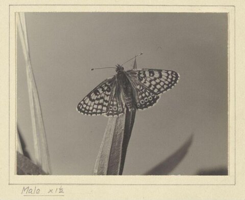 Male Checkered Butterfly Perched on Grass