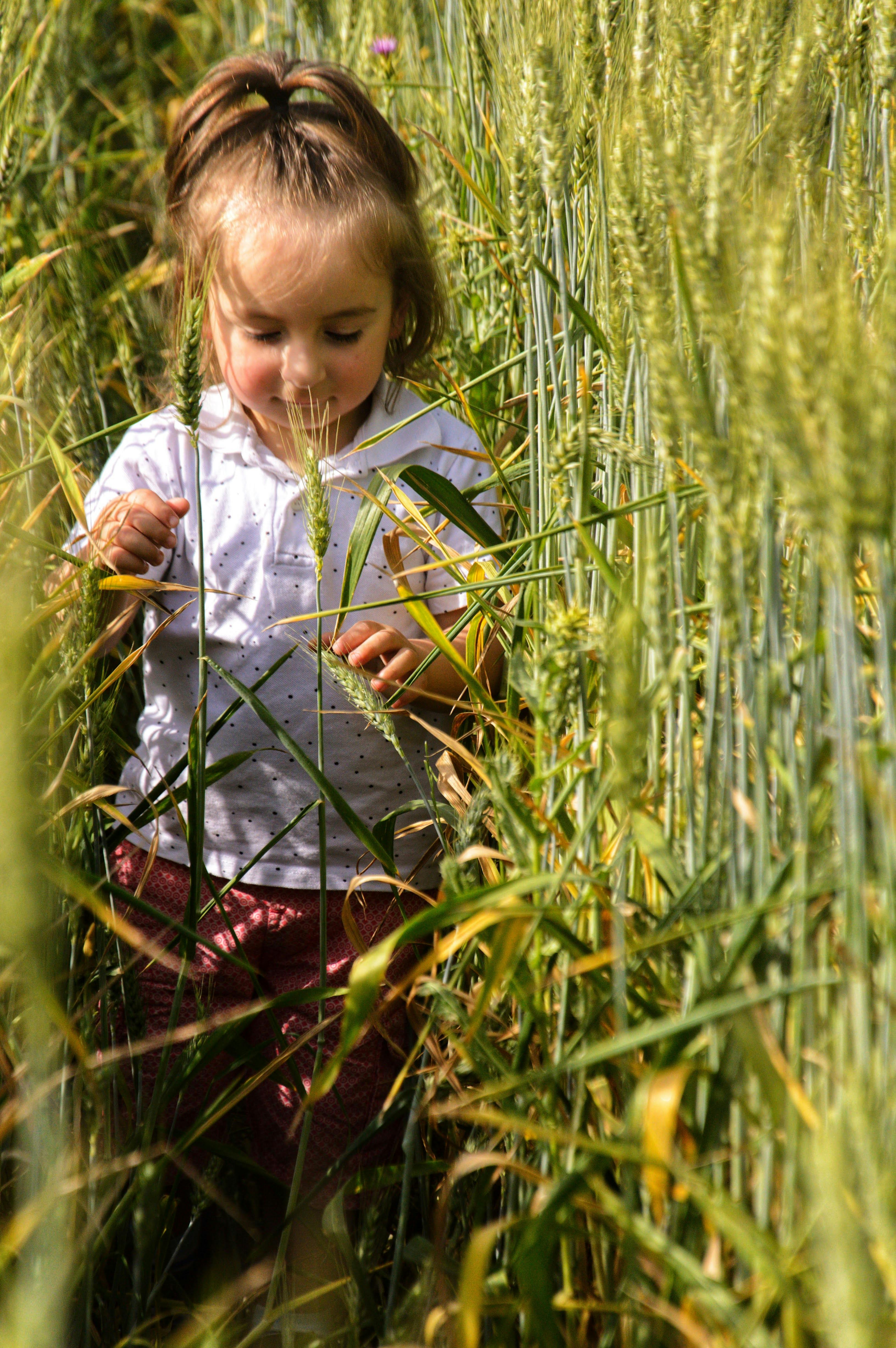 Little Girl Exploring Tall Wheat Field