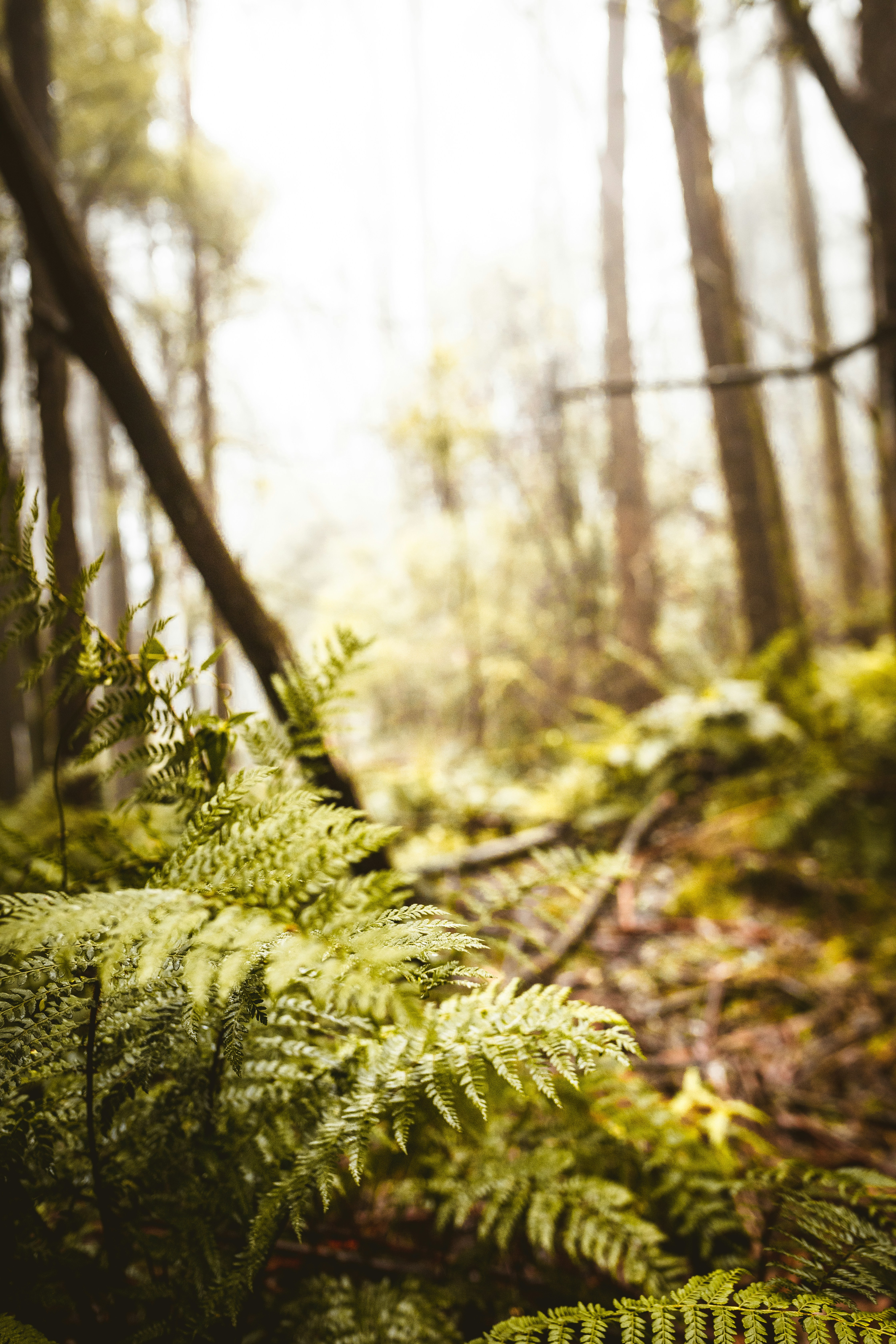 Misty Forest with Wild Ferns