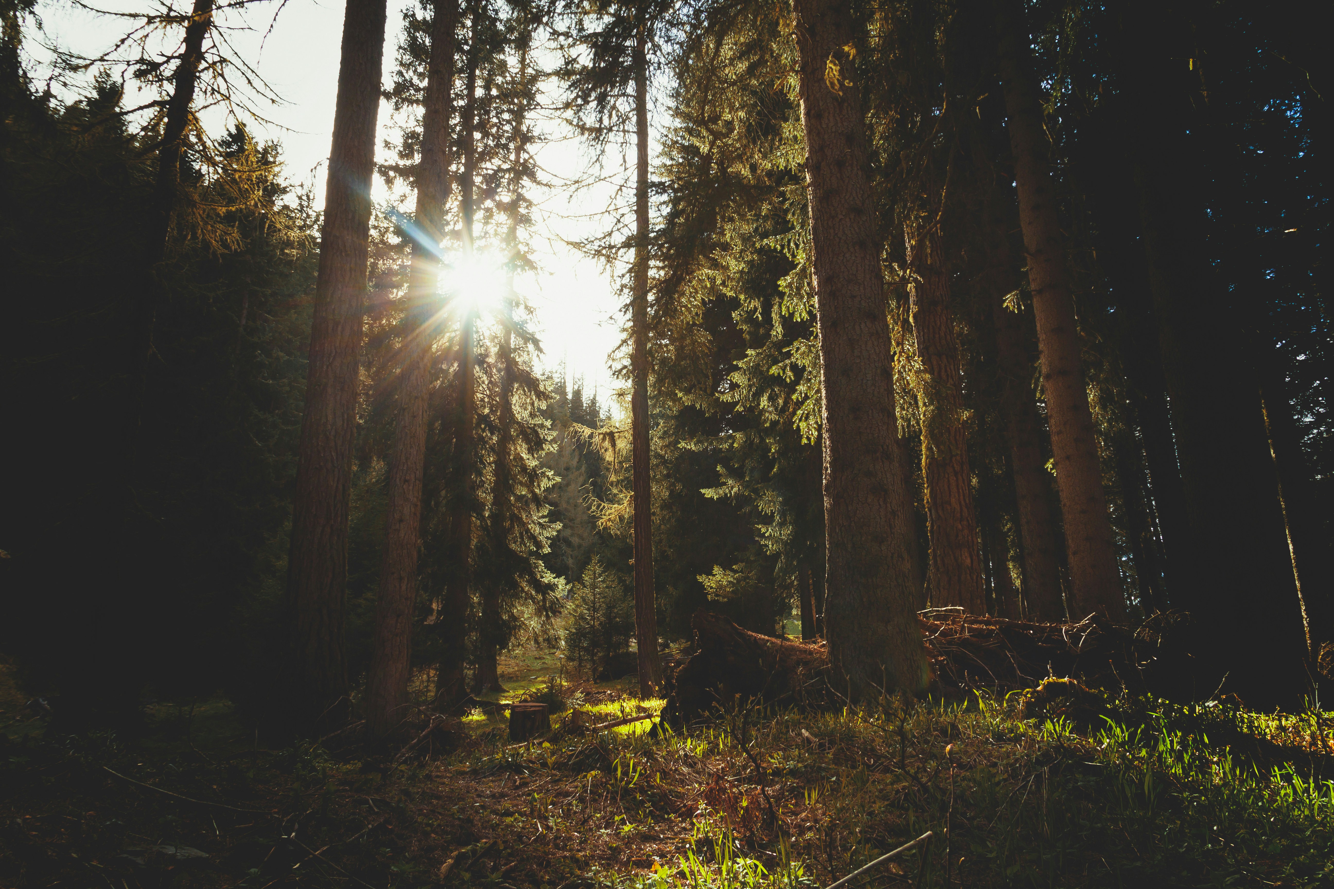 Sunlight Through Tall Forest