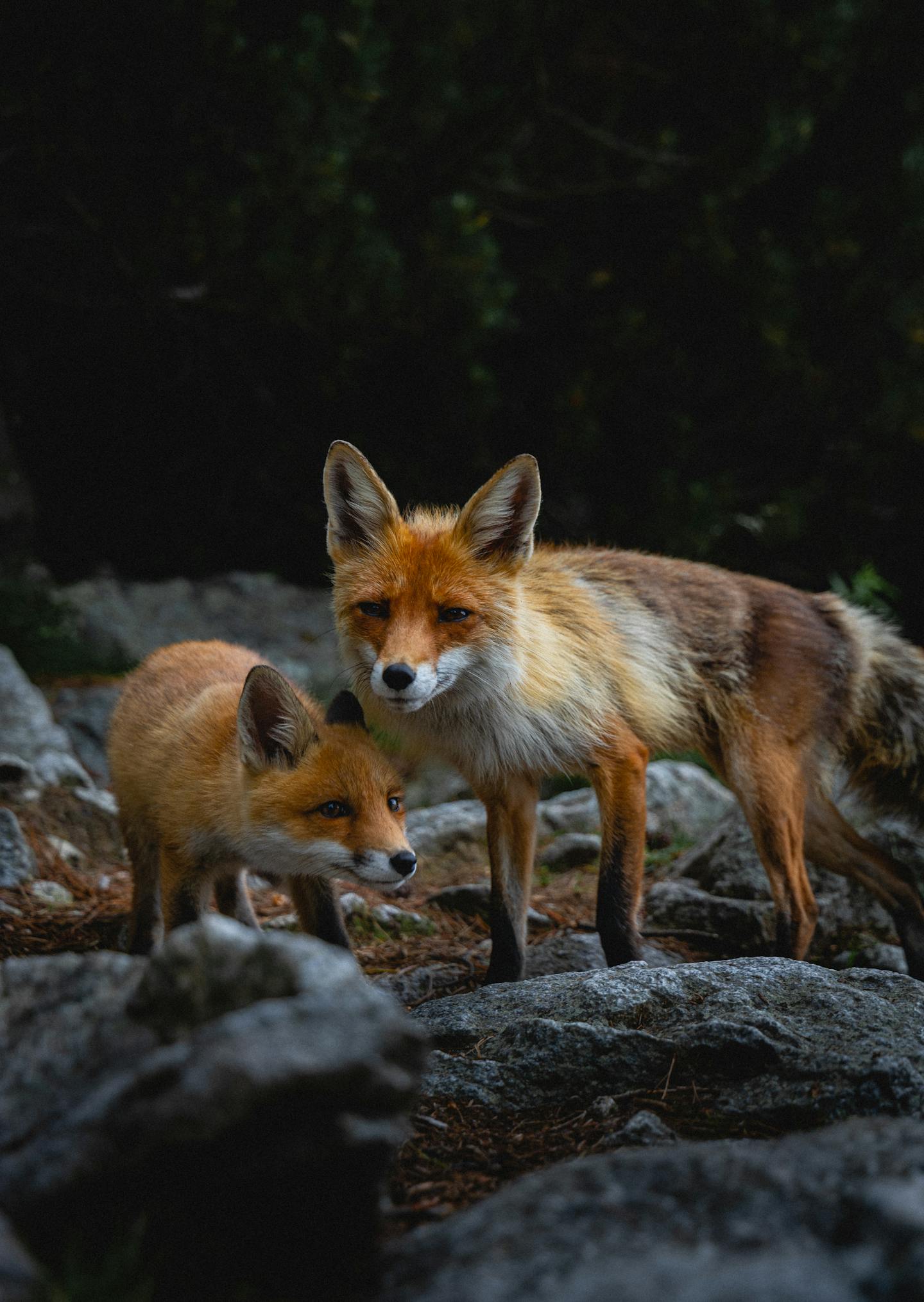 Two Red Foxes on Rocky Terrain