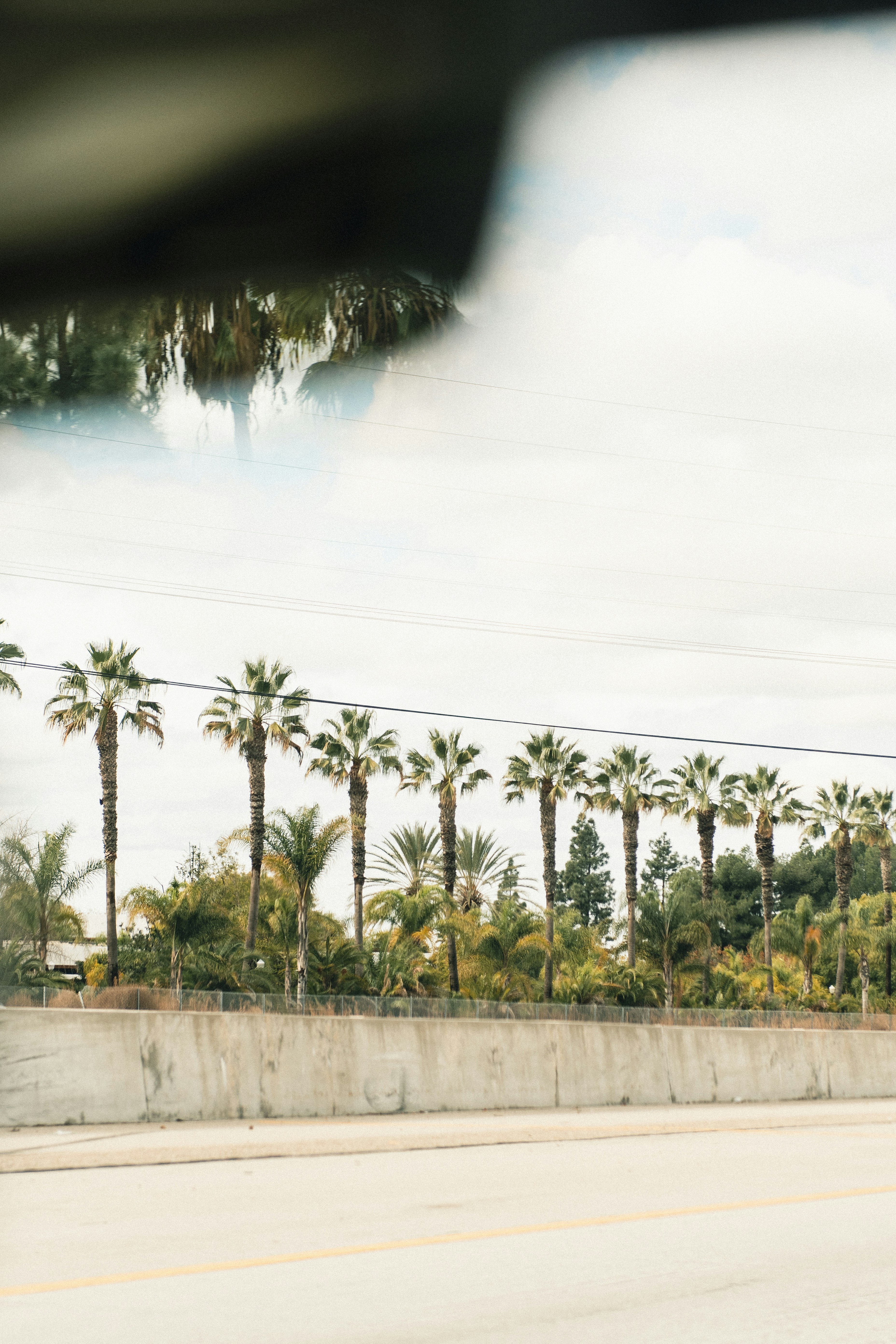 Palm Trees Along Highway From Car Window