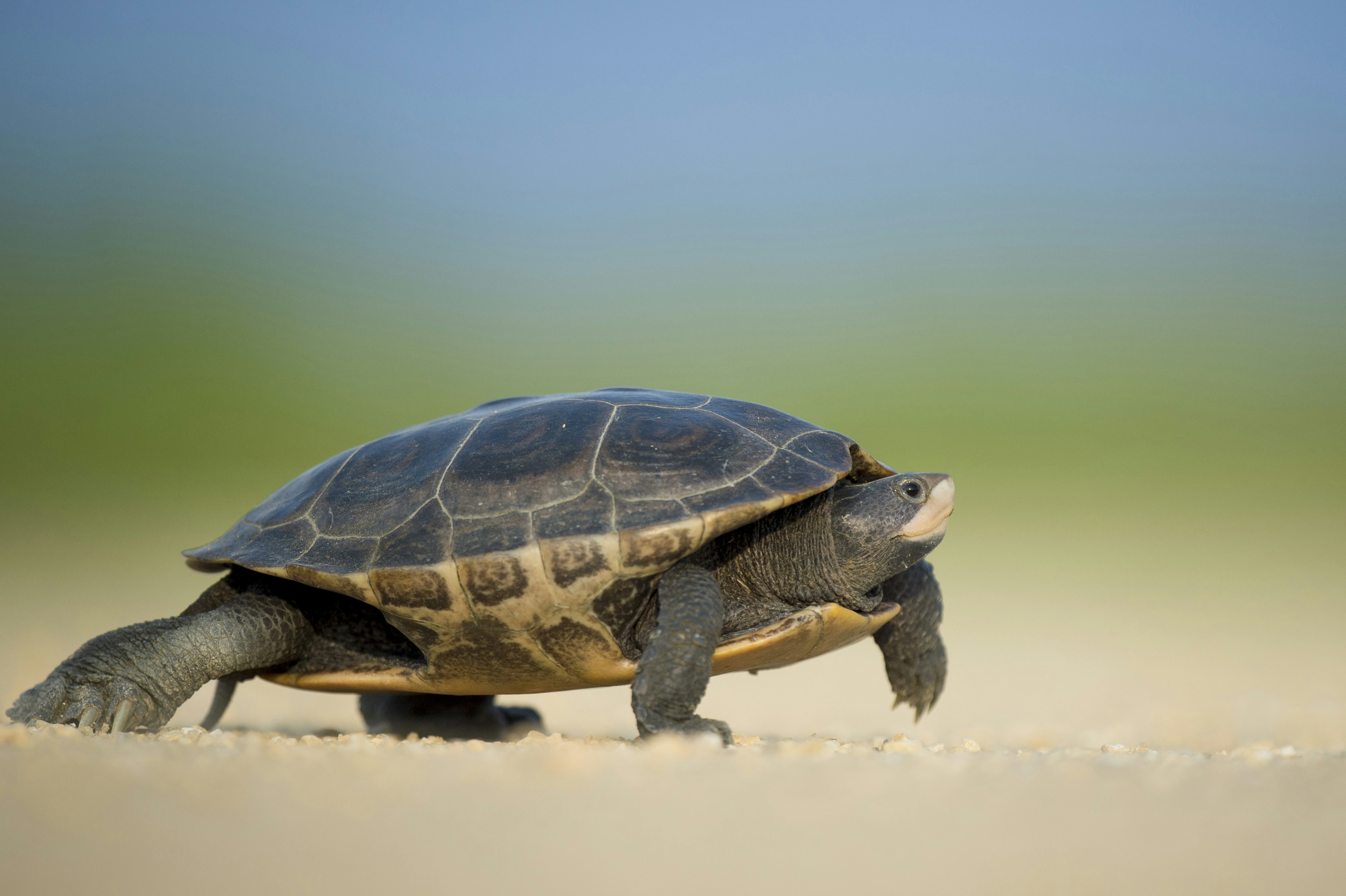 Walking Turtle on Sandy Ground