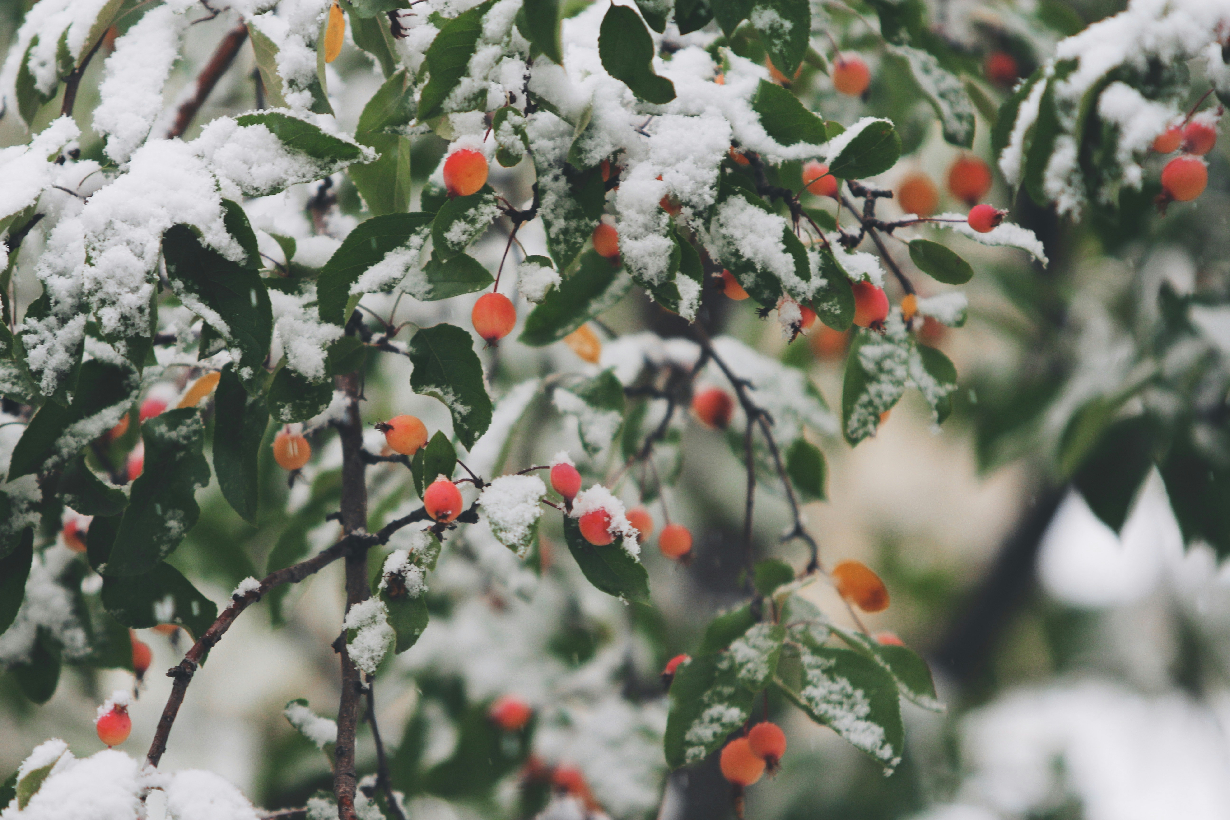 Snow-covered Red Berry Branches