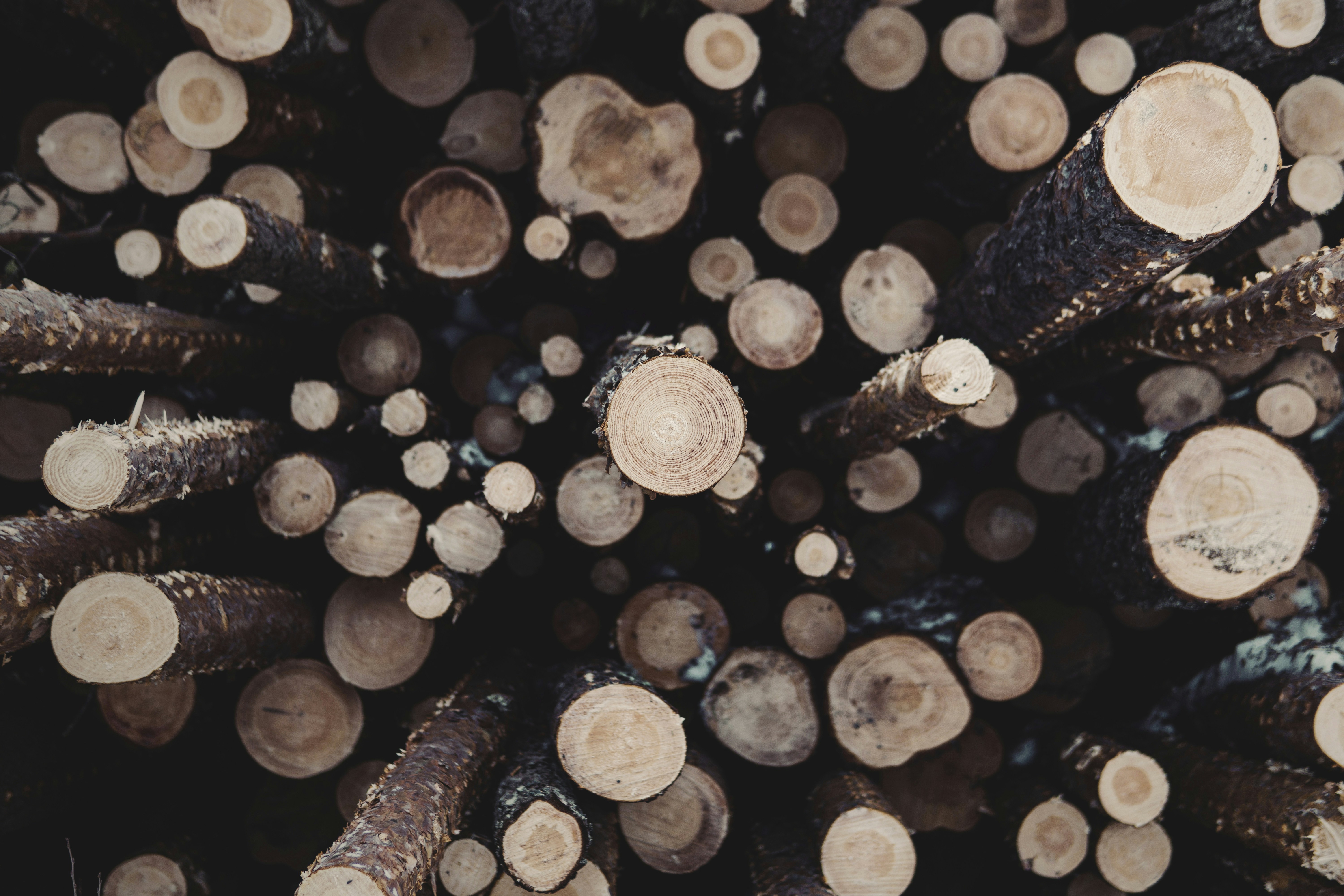 Stacked Cut Logs