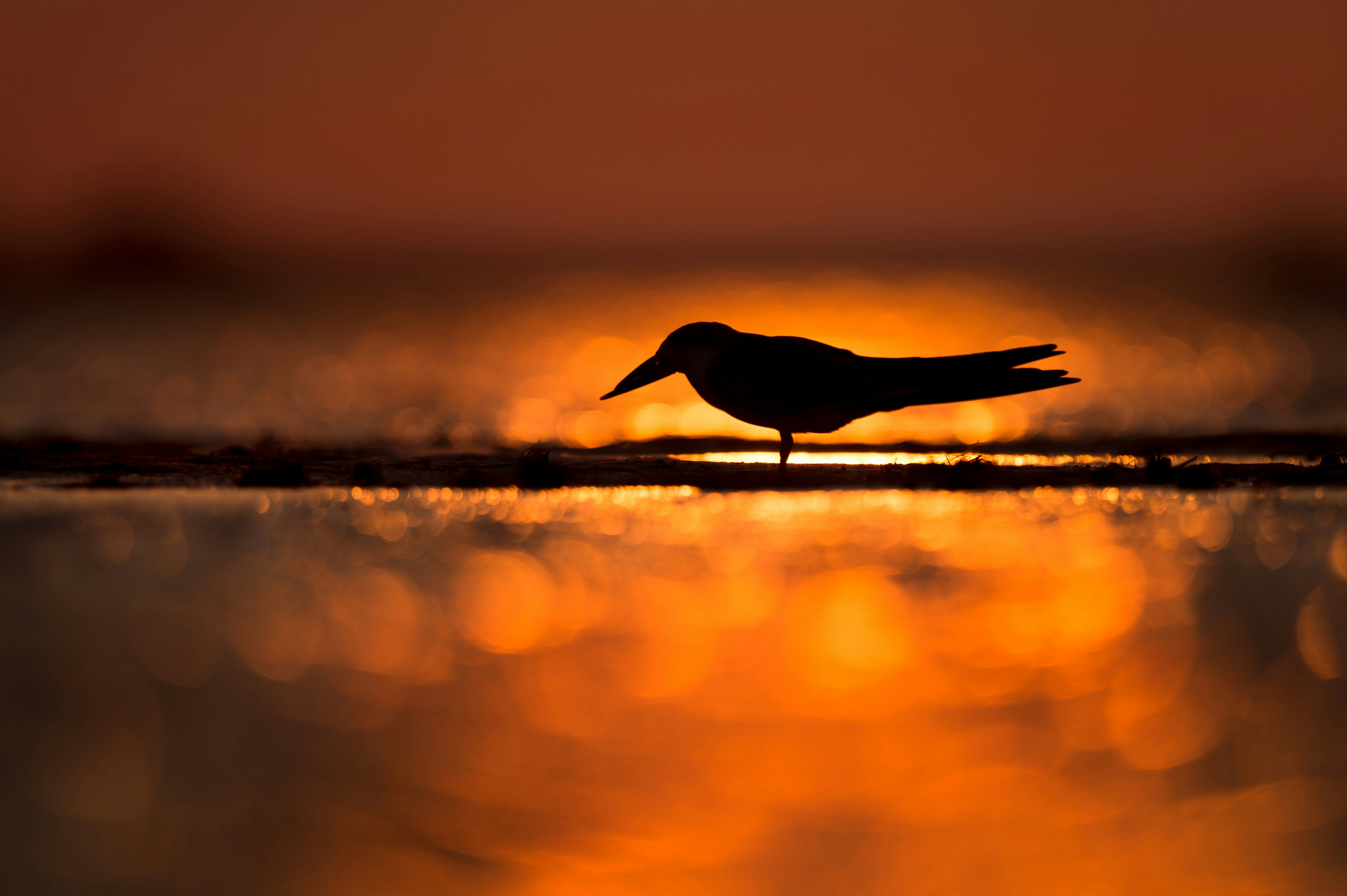 Silhouetted Bird at Sunset by Water