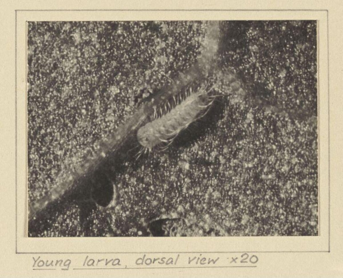 Young Larva Dorsal View Micrograph