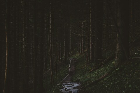 Trail Through Dark Forest