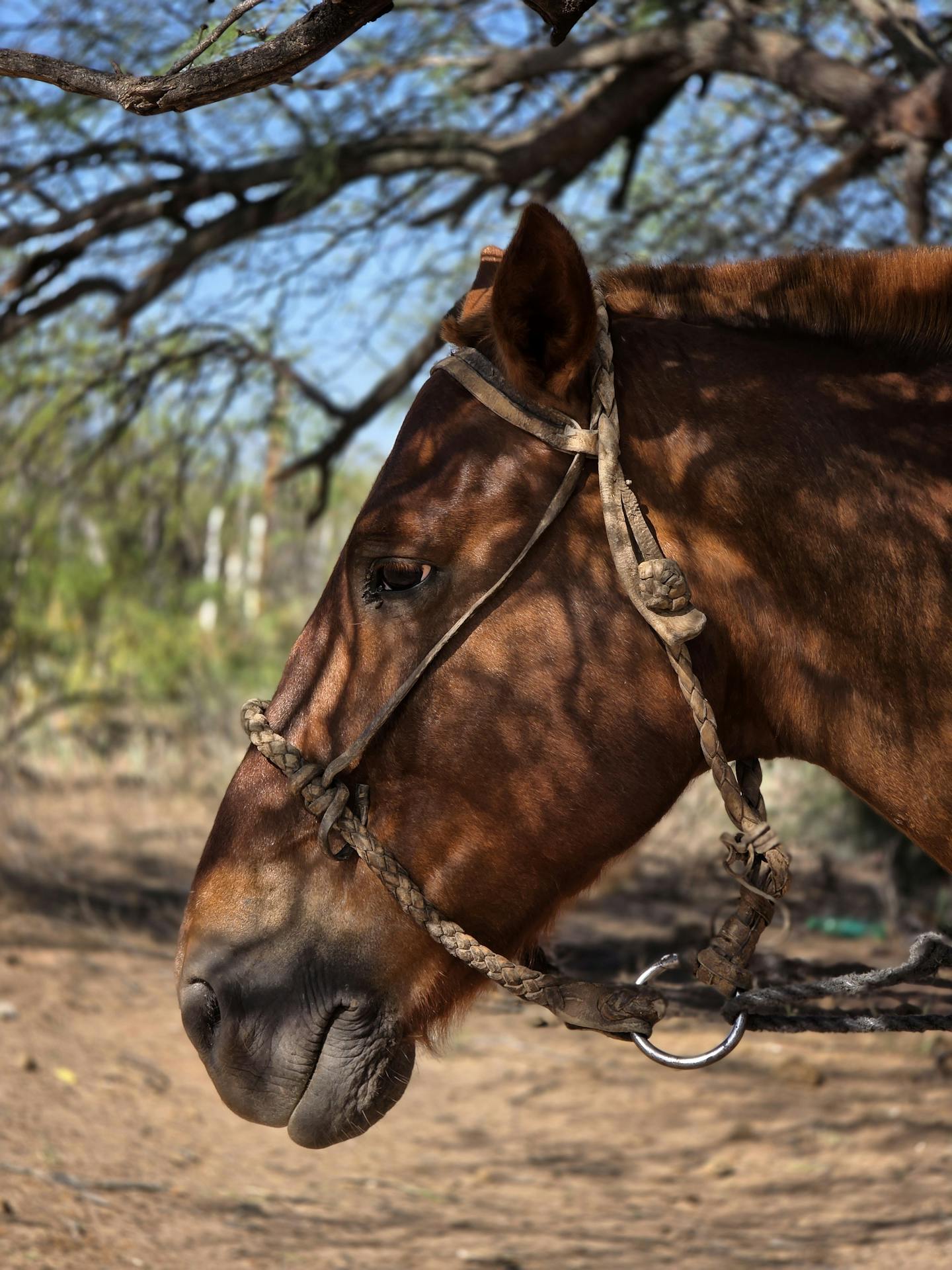 Profile of a Brown Horse Under Tree