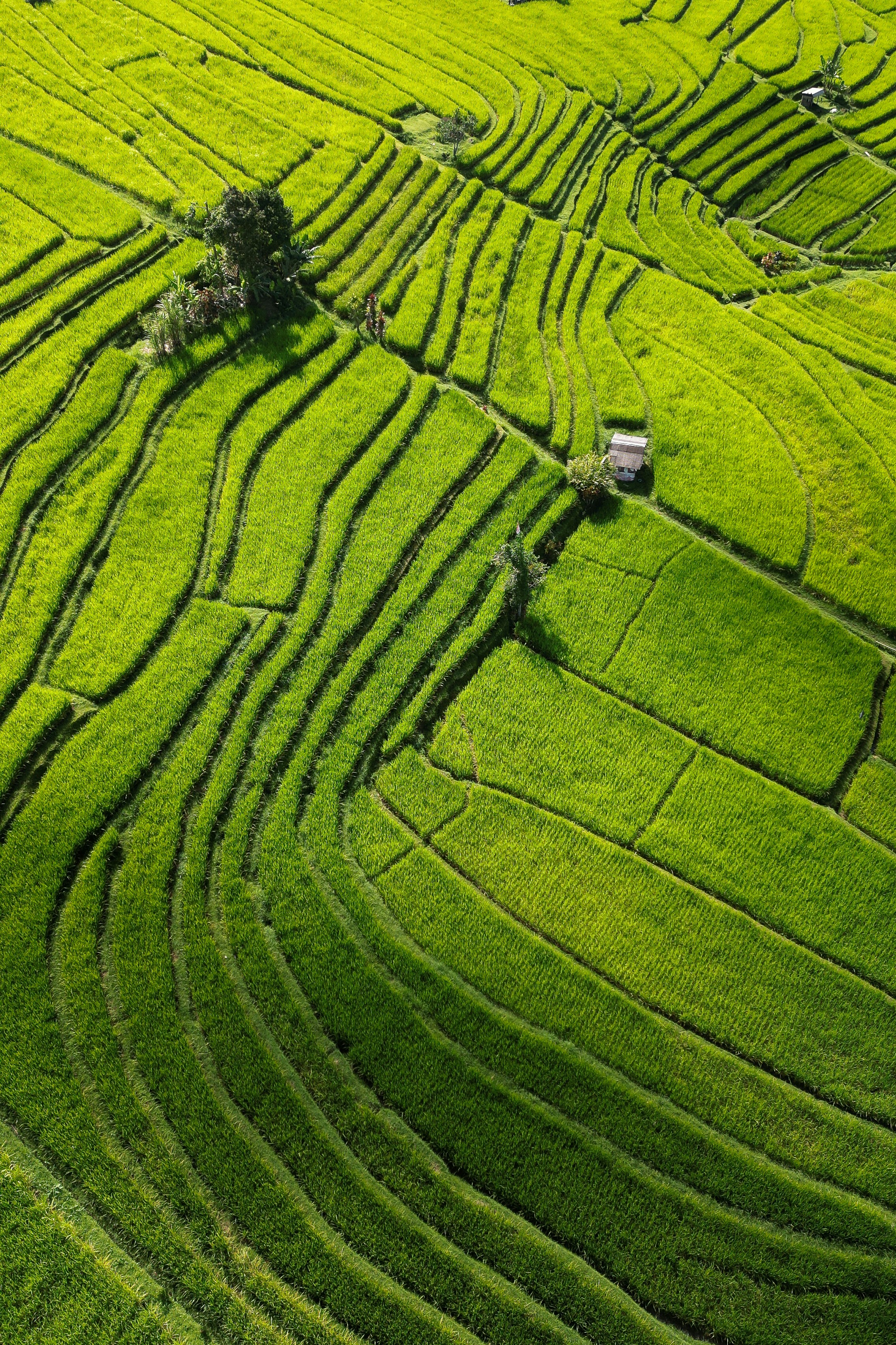 Lush Terraced Green Rice Fields
